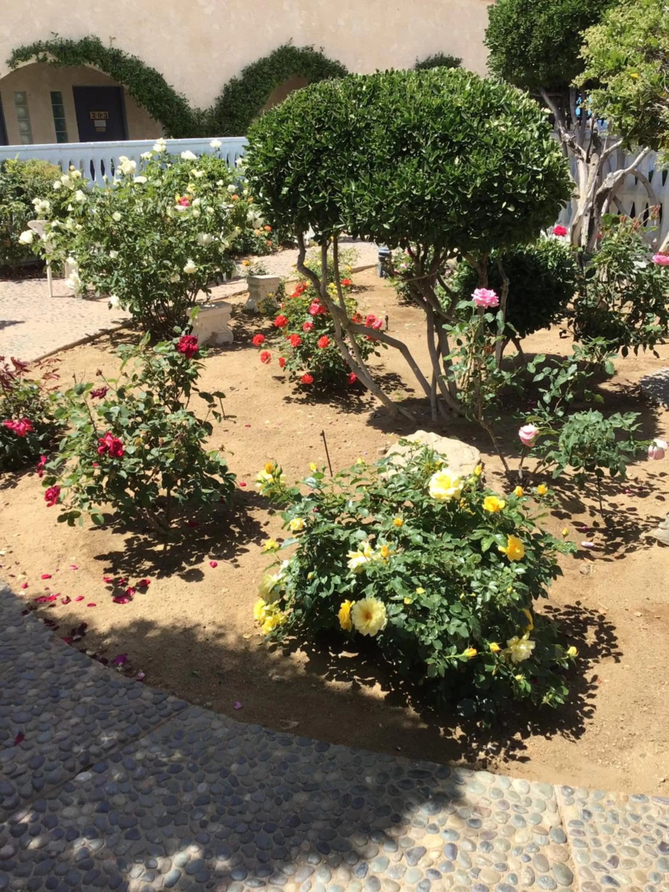 Garden view in Americas Best Value Inn and Suites -Yucca Valley