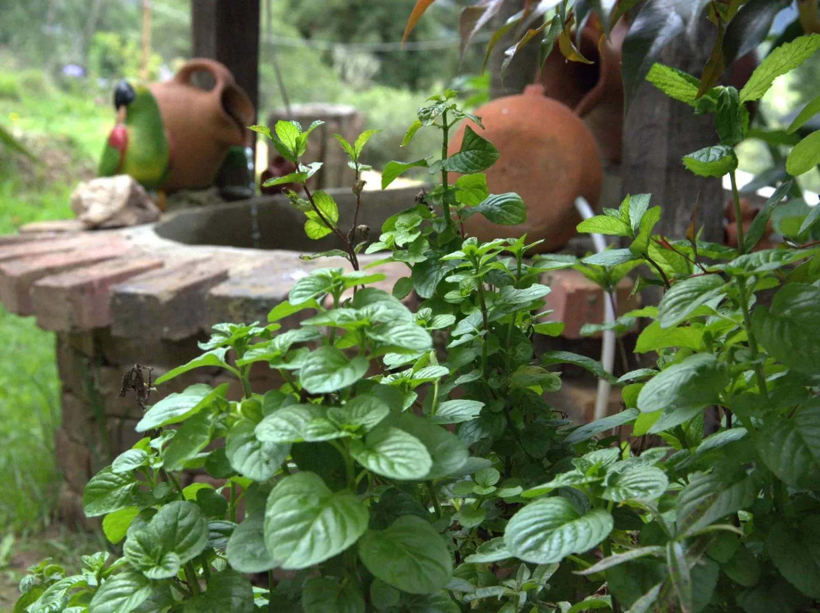 Garden in El Pedregal Sopó