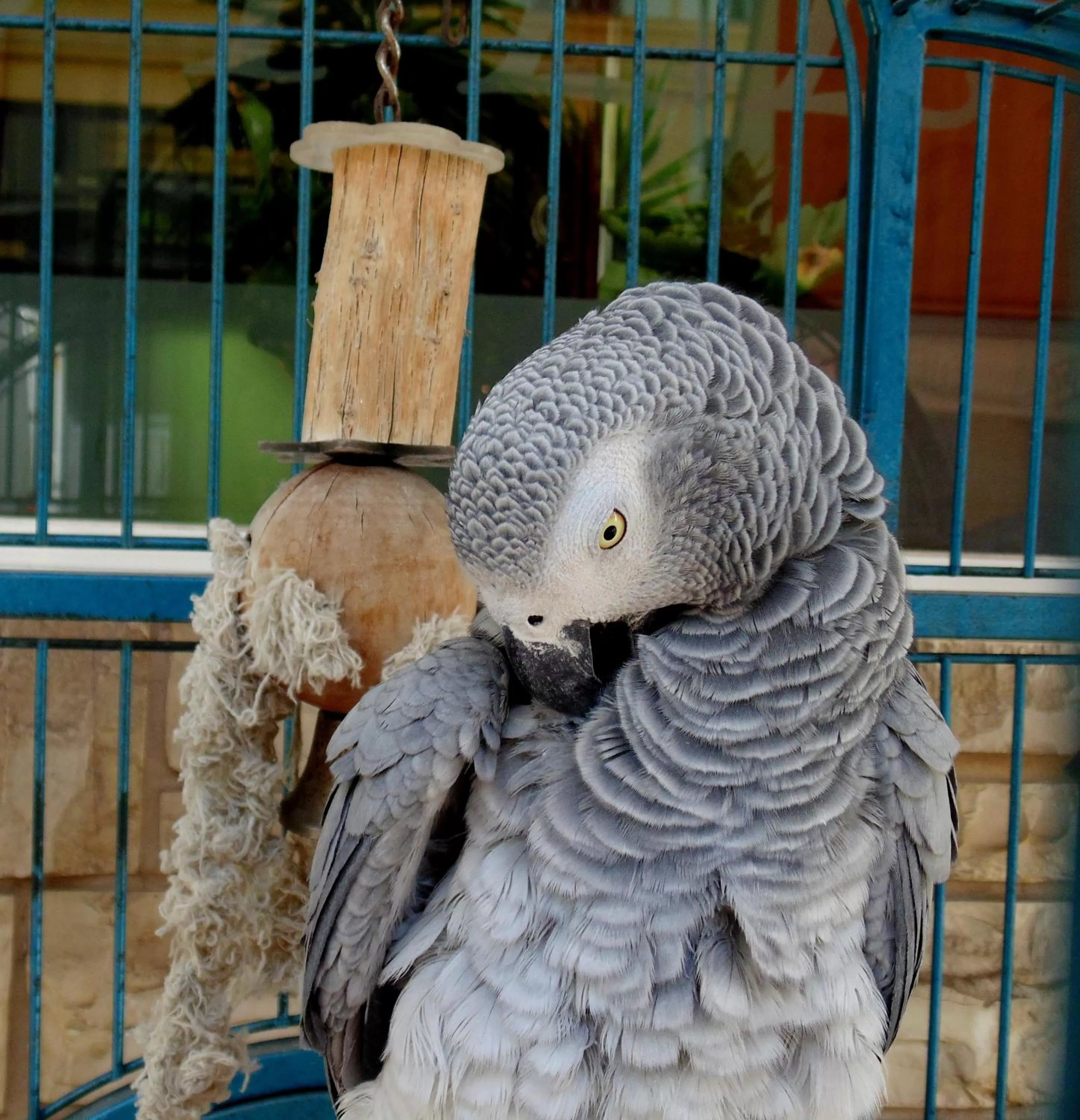 Animals, Other Animals in Piraeus Acropole Hotel