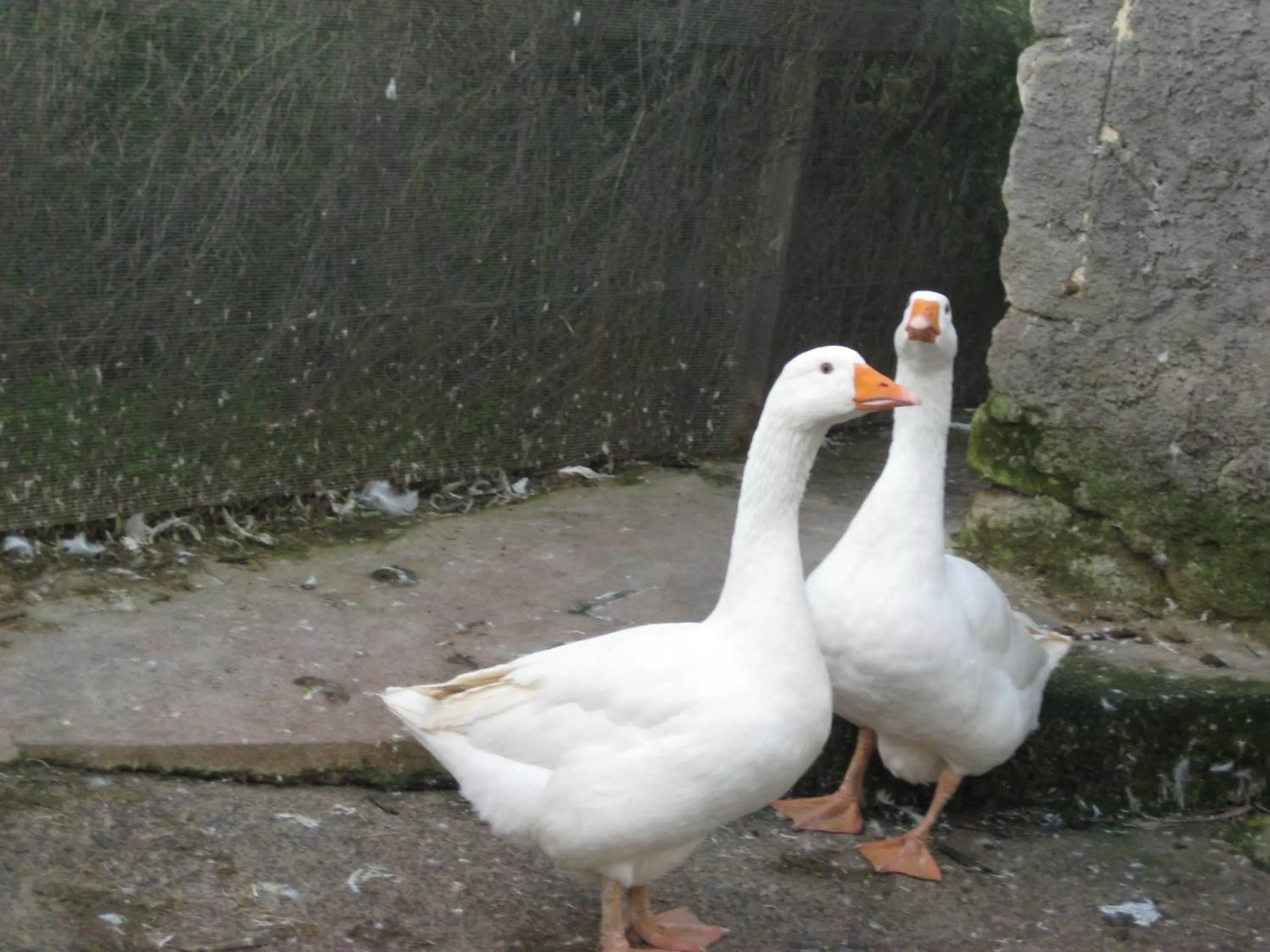 Pets in Oasi del Lago