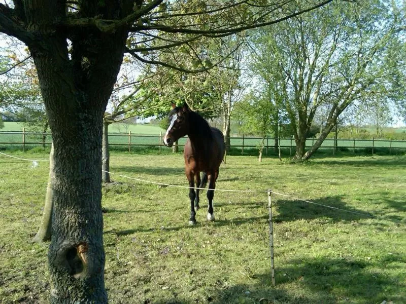 Day, Pets in Valley Farmhouse B&B