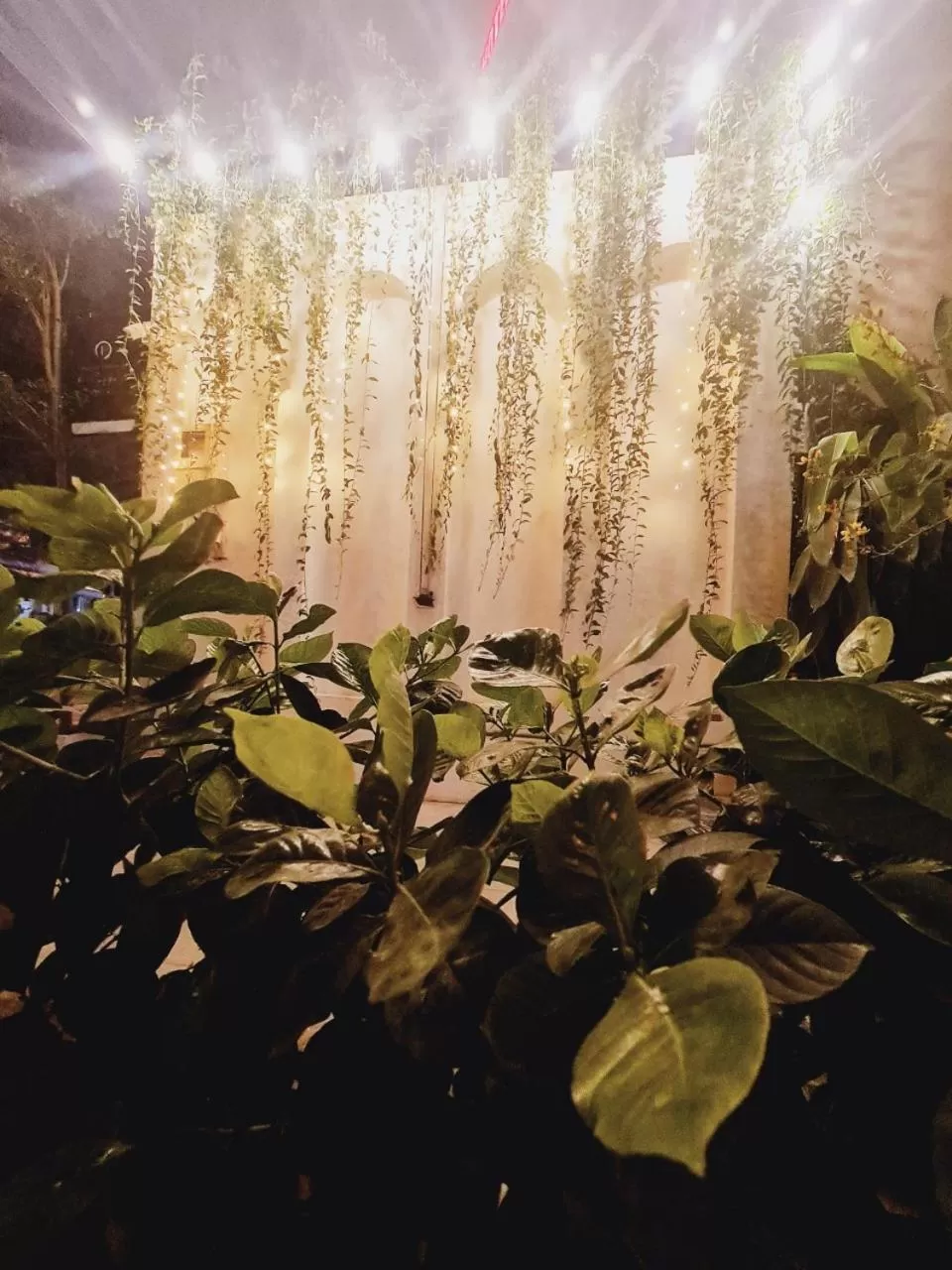 Natural landscape in Lyly's House - Homestay