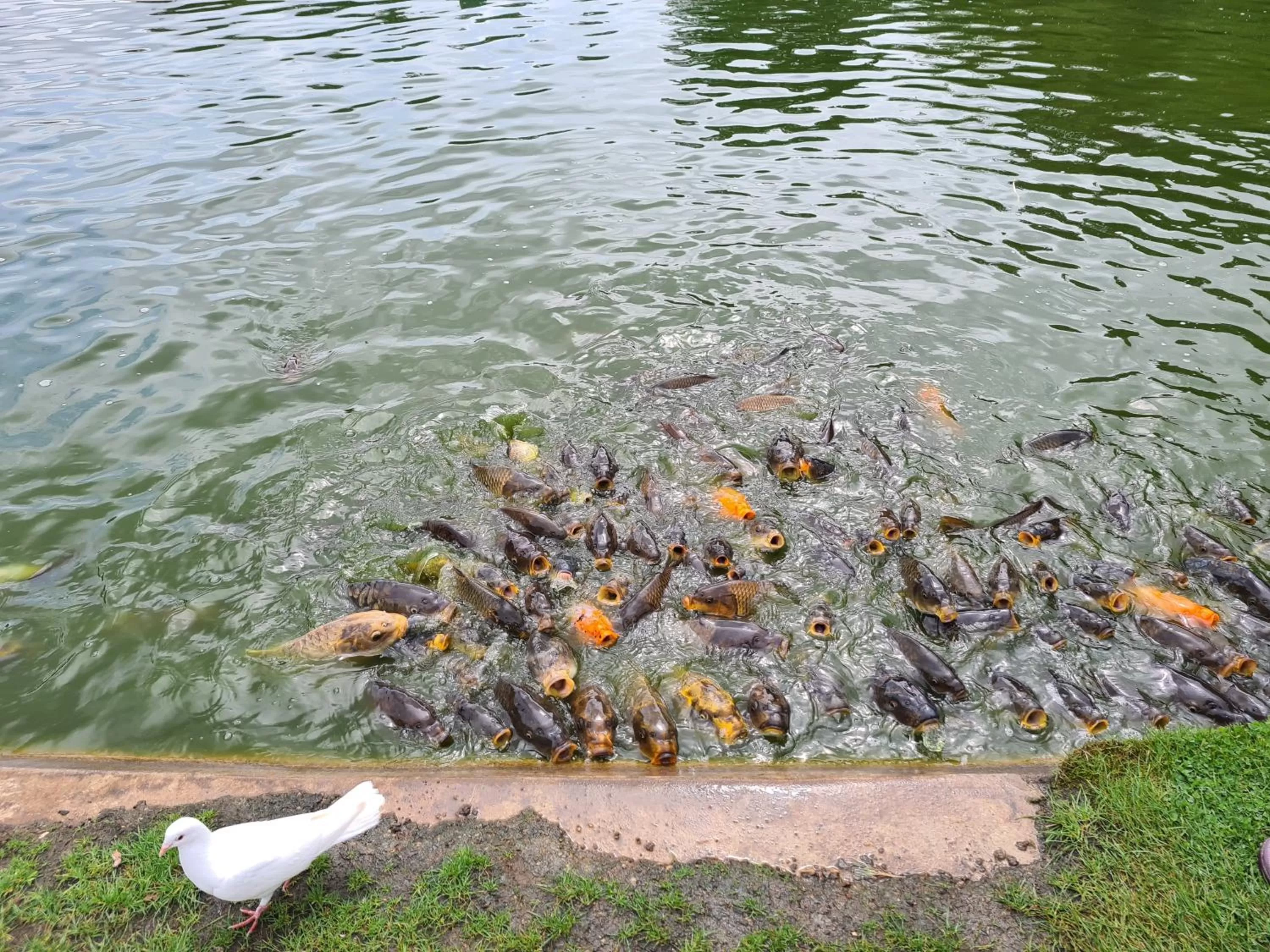 Natural landscape, Other Animals in Ria's B n B