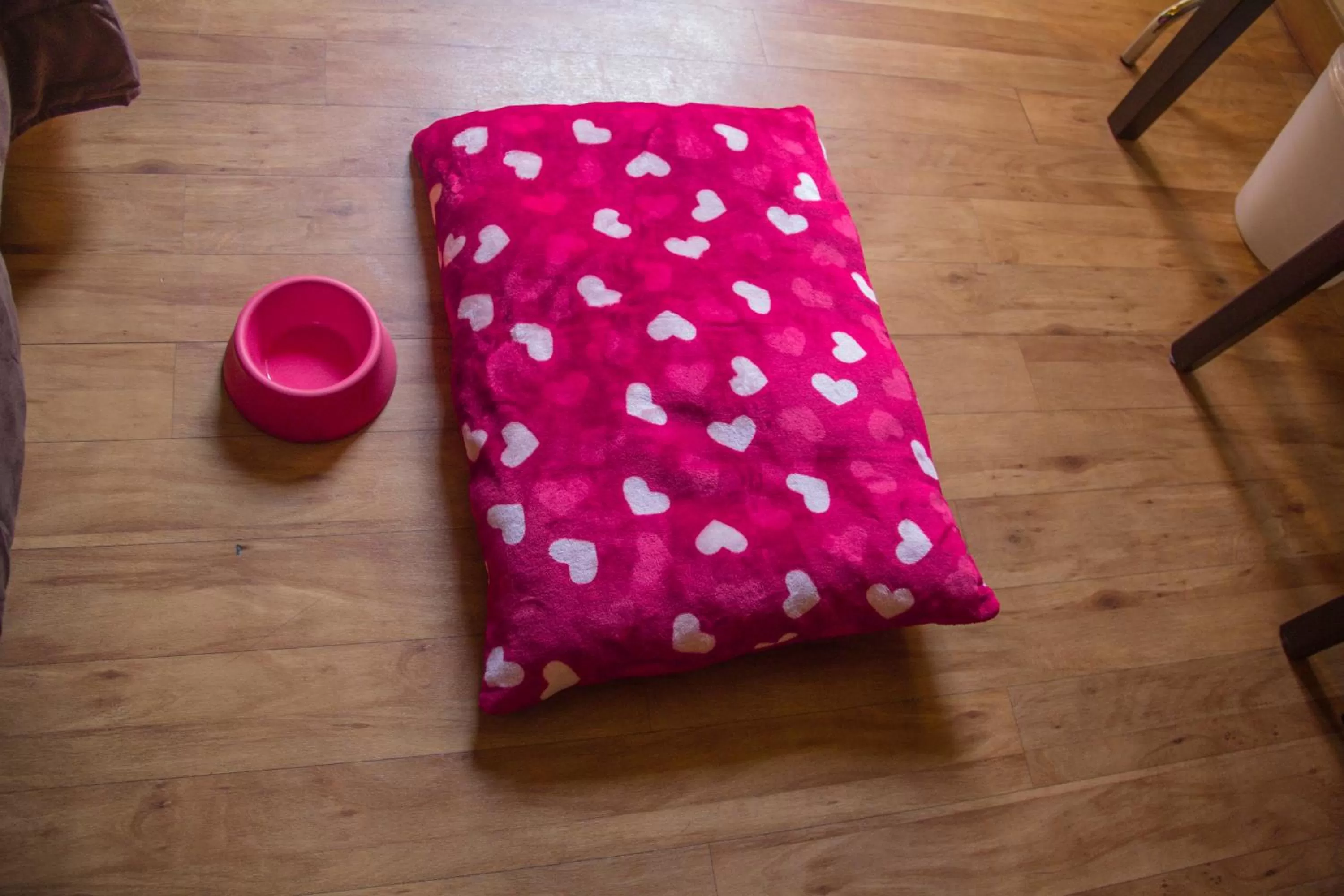 Animals, Bed in Hotel Novecento