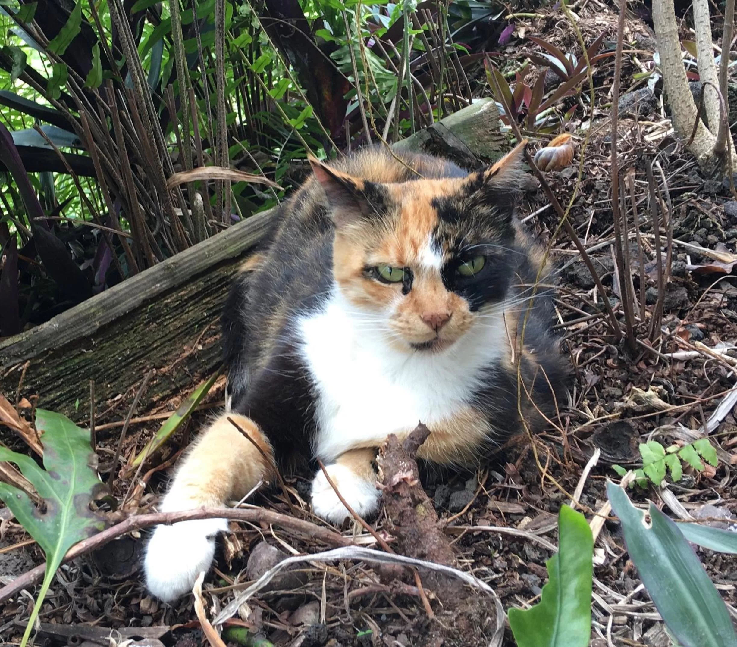 Pets in Kona Bayview Inn