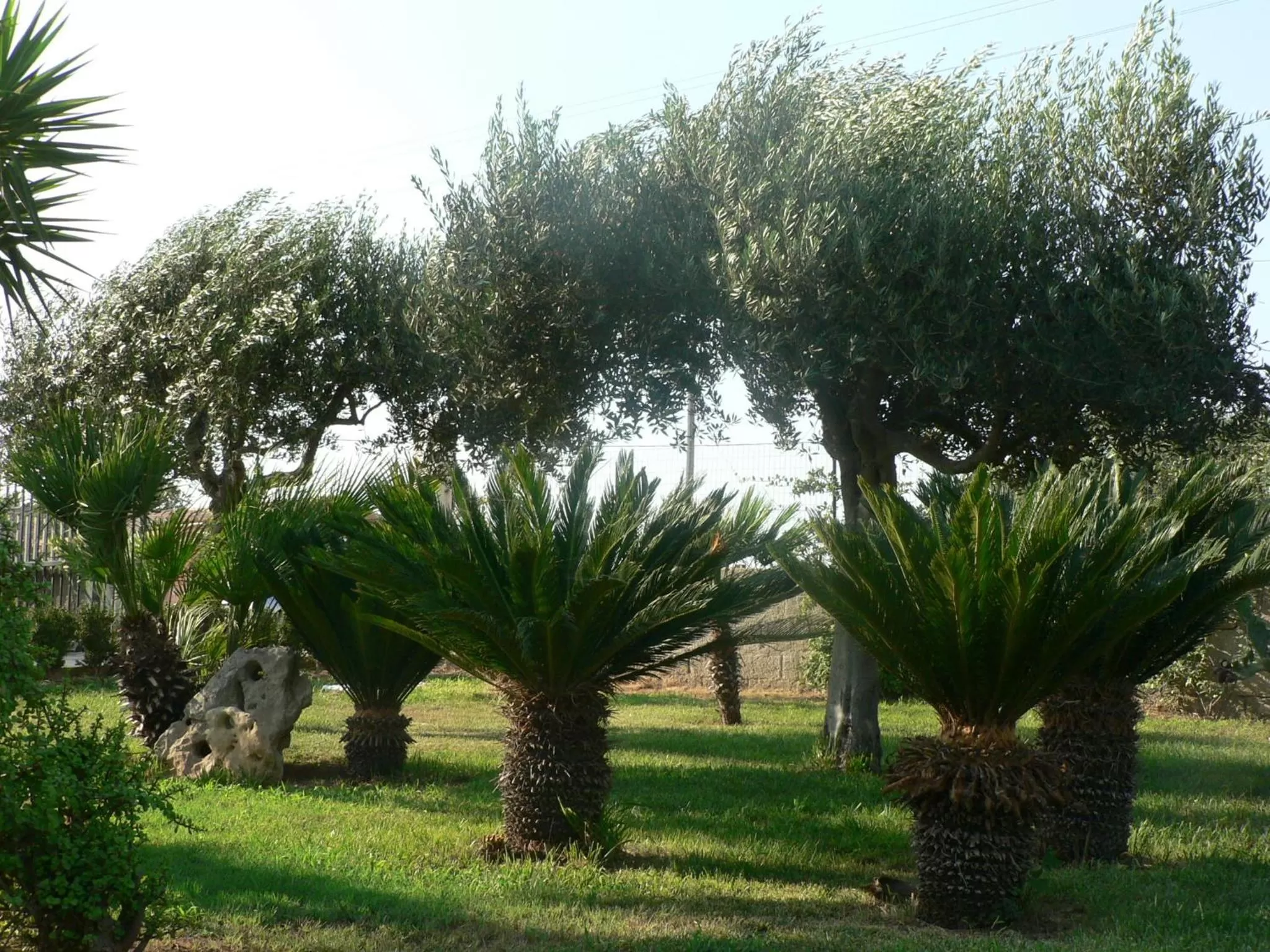 Garden in B&B Villa Francesco