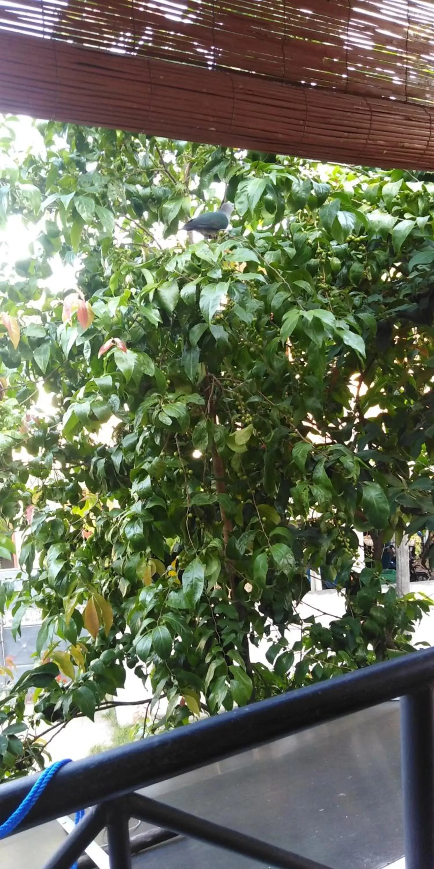 Triple Room with Balcony - single occupancy in Pearl Deluna Resort Mirissa Triple Room with Balcony - single occupancy in Pearl Deluna Resort Mirissa