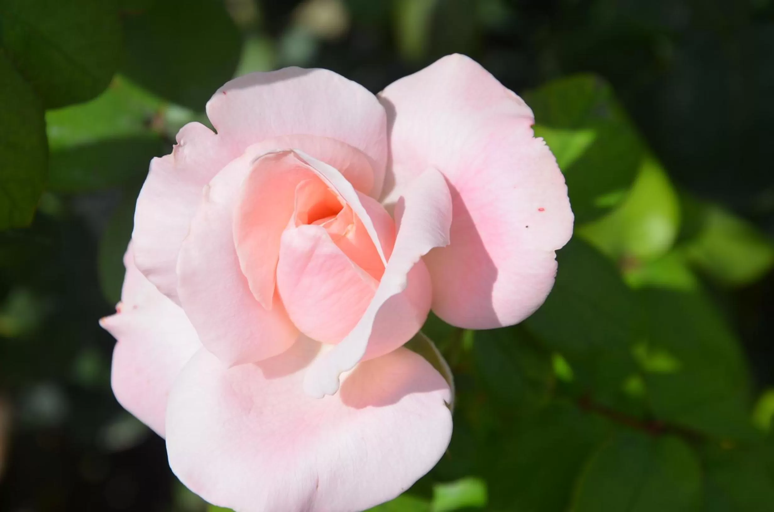 Decorative detail in Il Torrione
