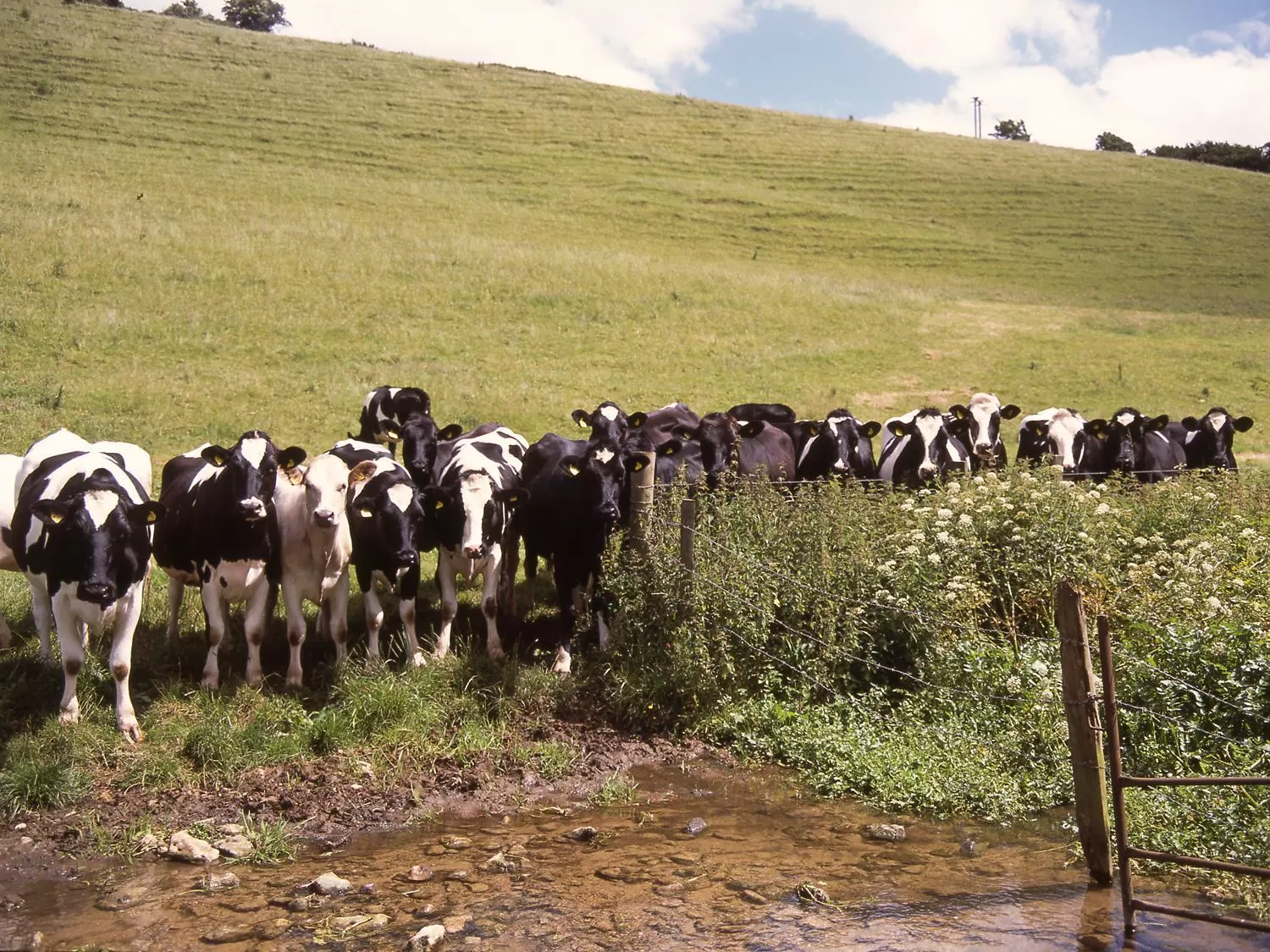 Animals in The Grange at Oborne