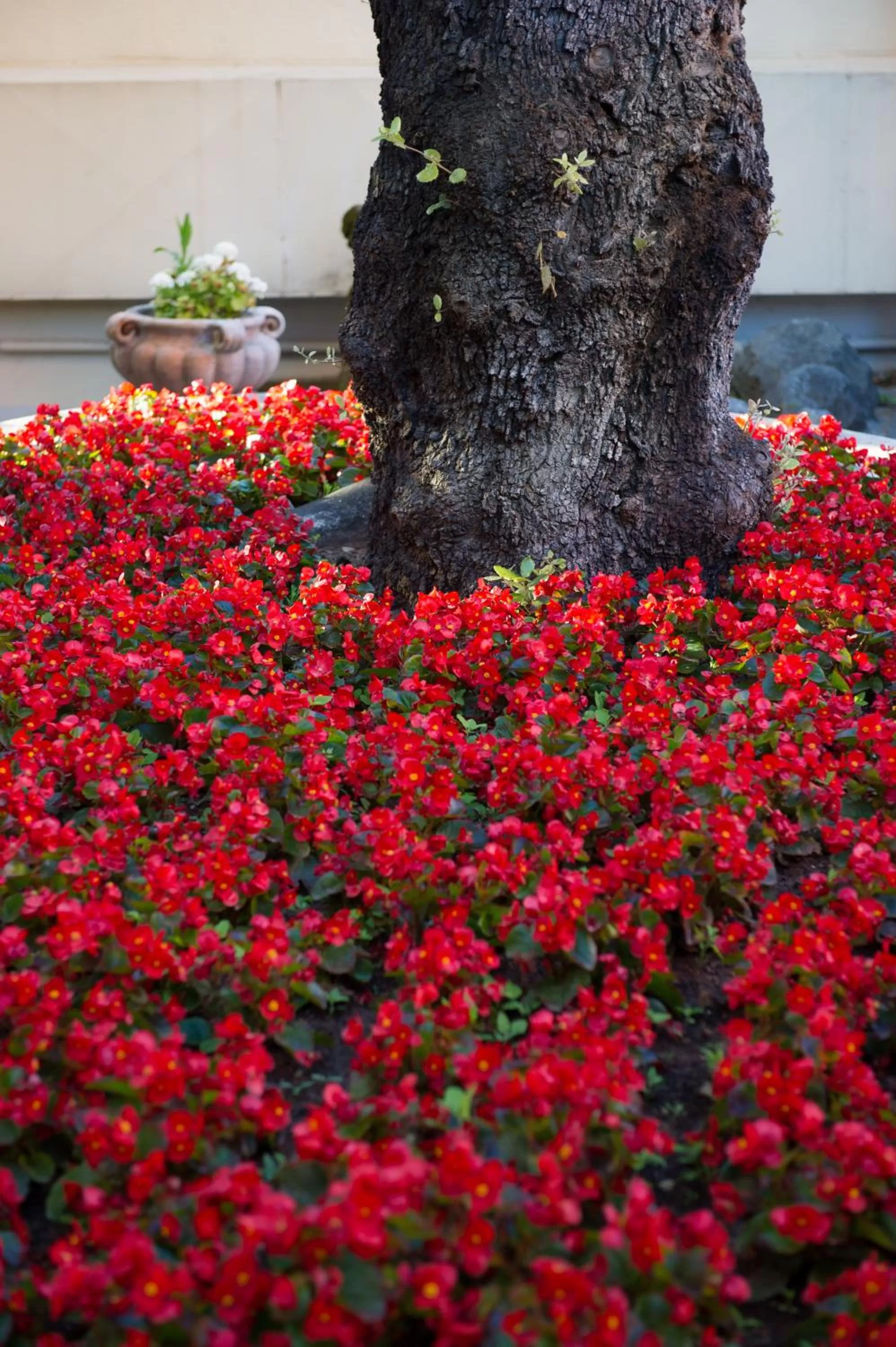 Garden in Hotel Degli Aranci