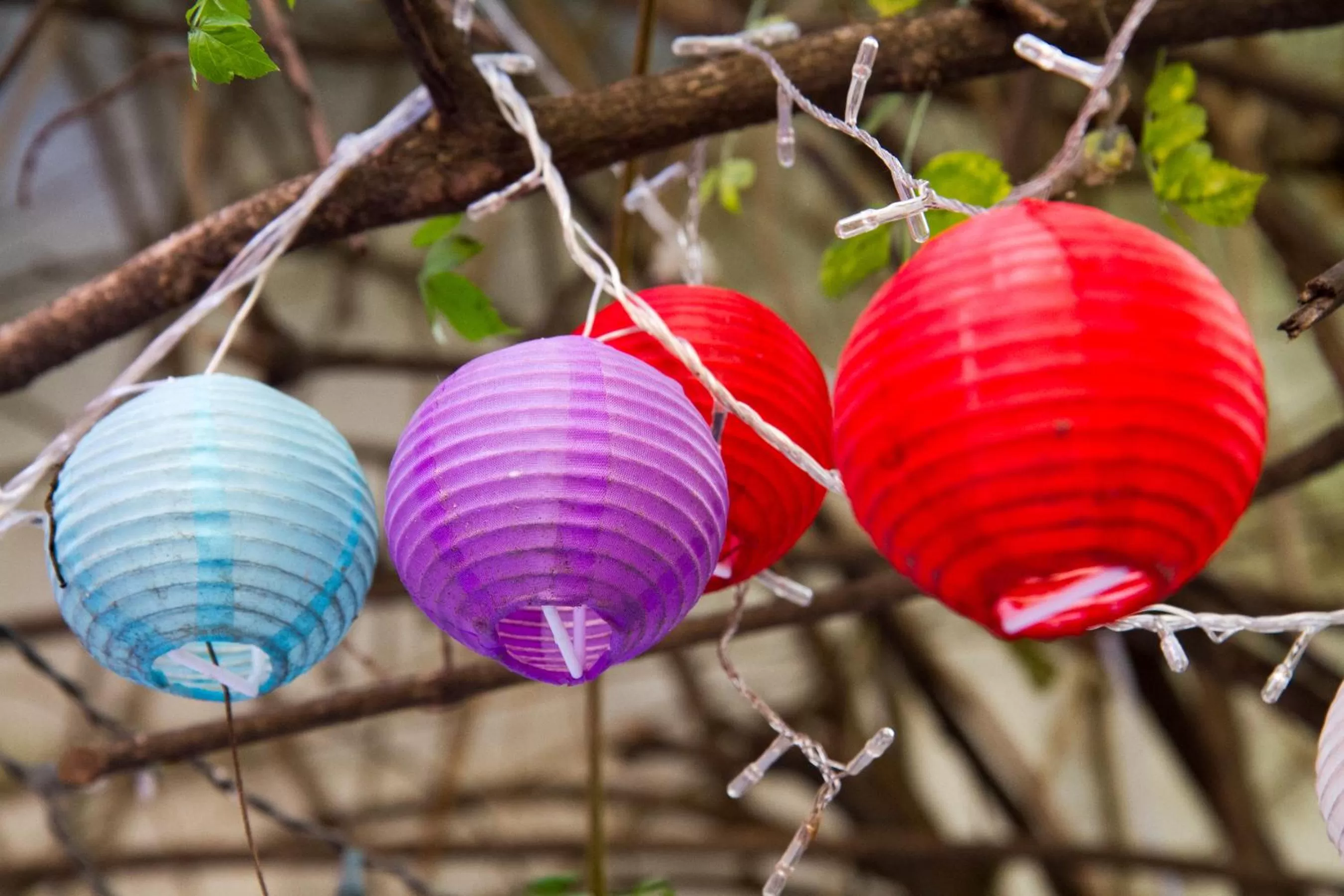 Garden in Lina's Tango Guesthouse
