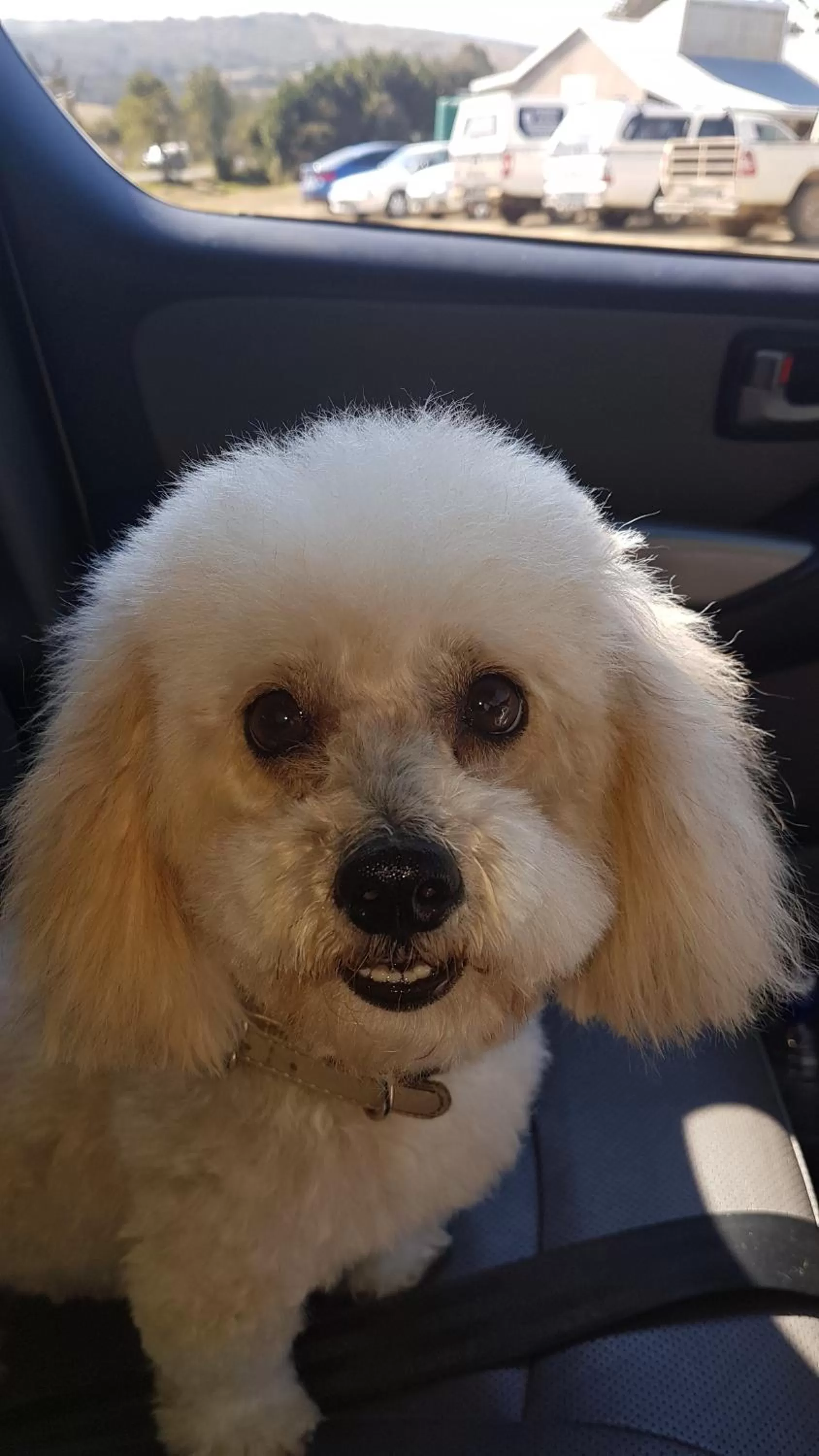 Pets in Riverview Guesthouse East London