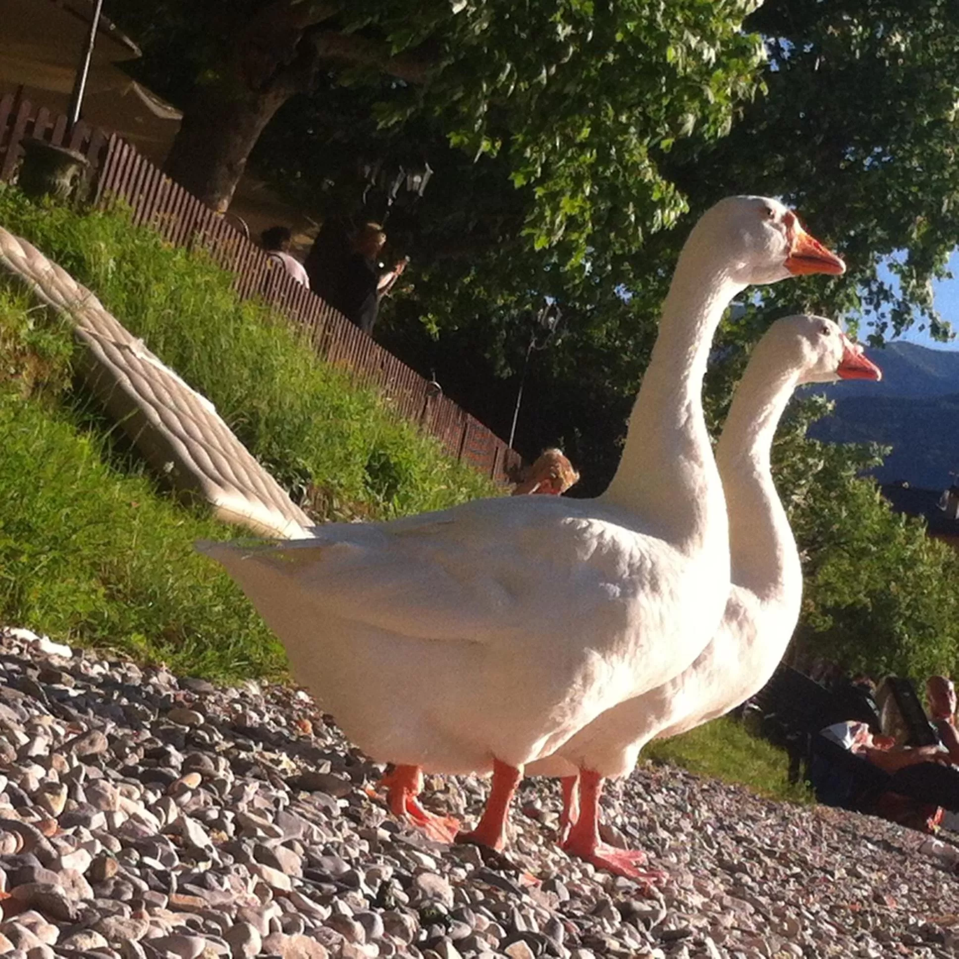 Animals in B&B Le Ortensie -Lago di Como