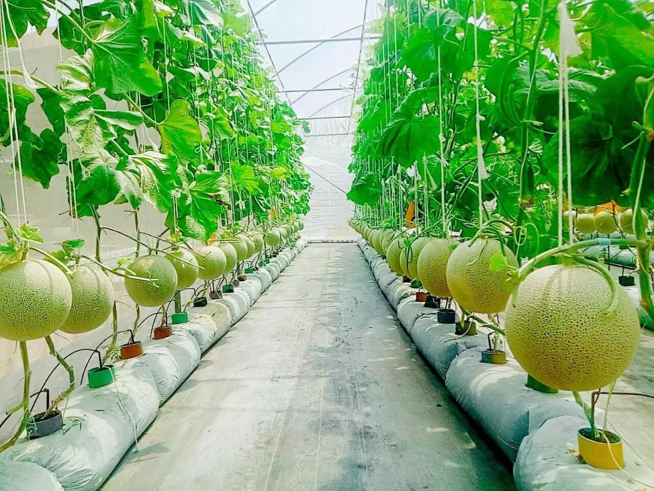 Garden in Birds and Bees Resort