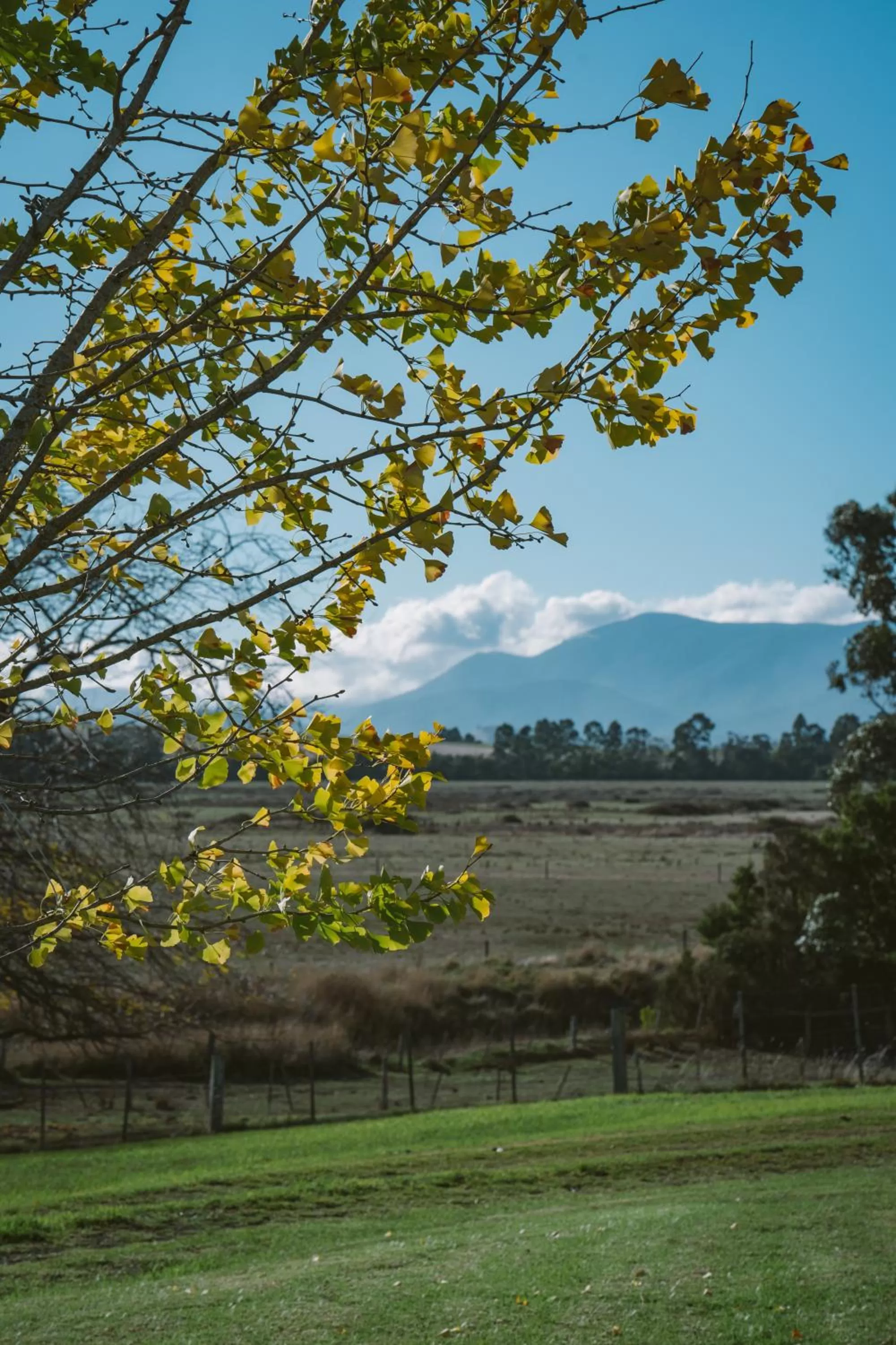 Natural landscape in Chateau Yering