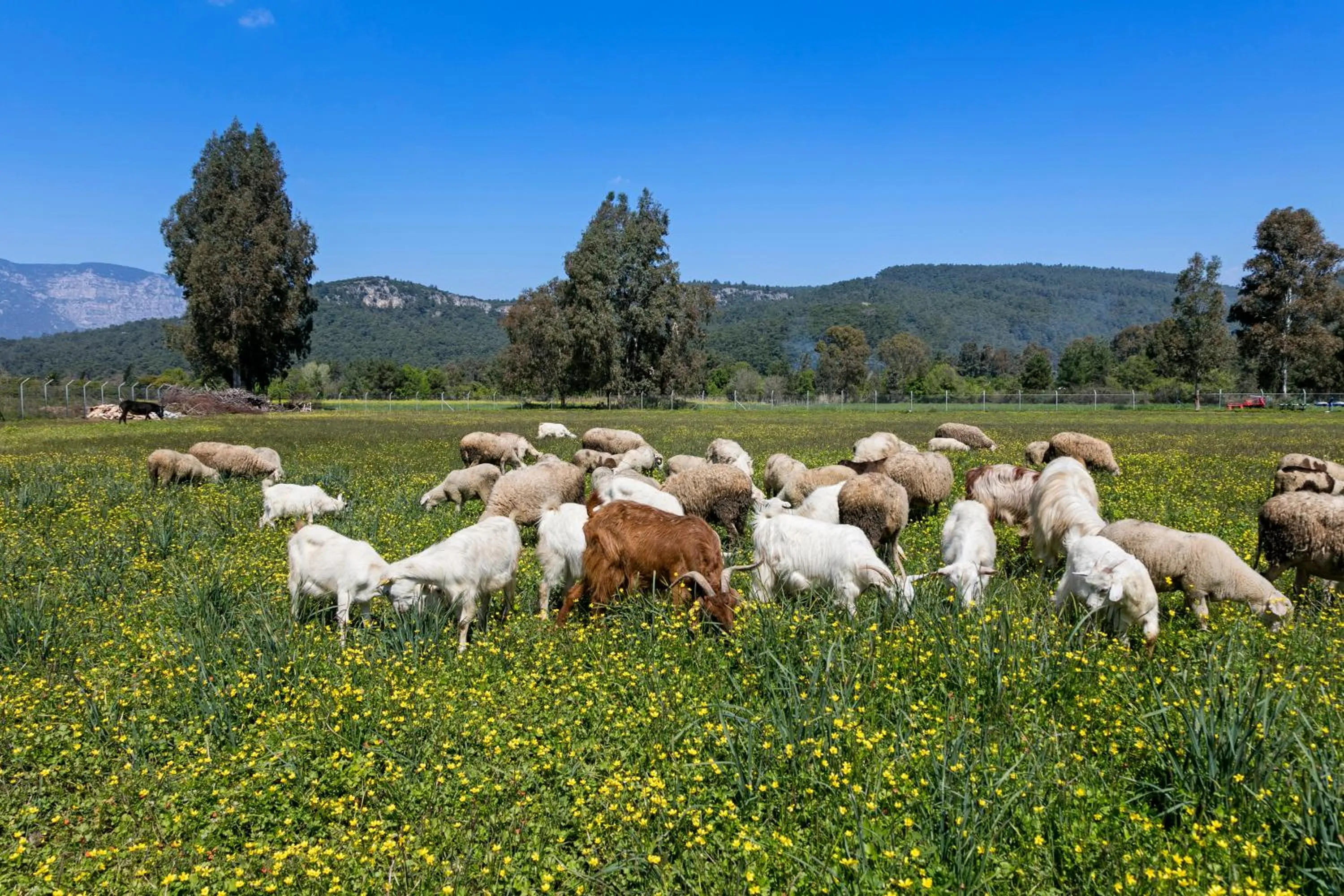 Food and drinks in Örsmaris Boutique Hotel