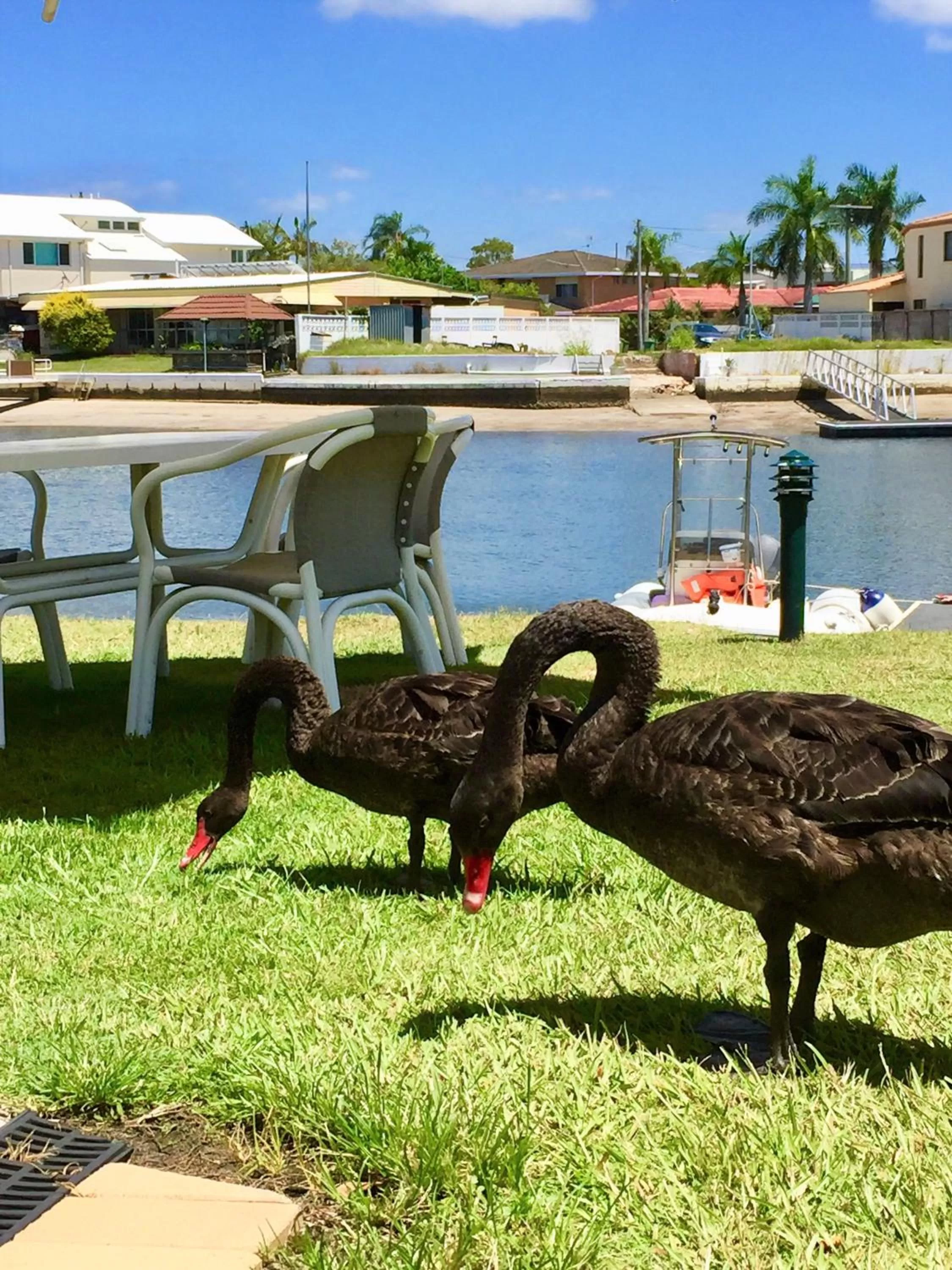 Animals in Pelican Cove Waterfront Apartment