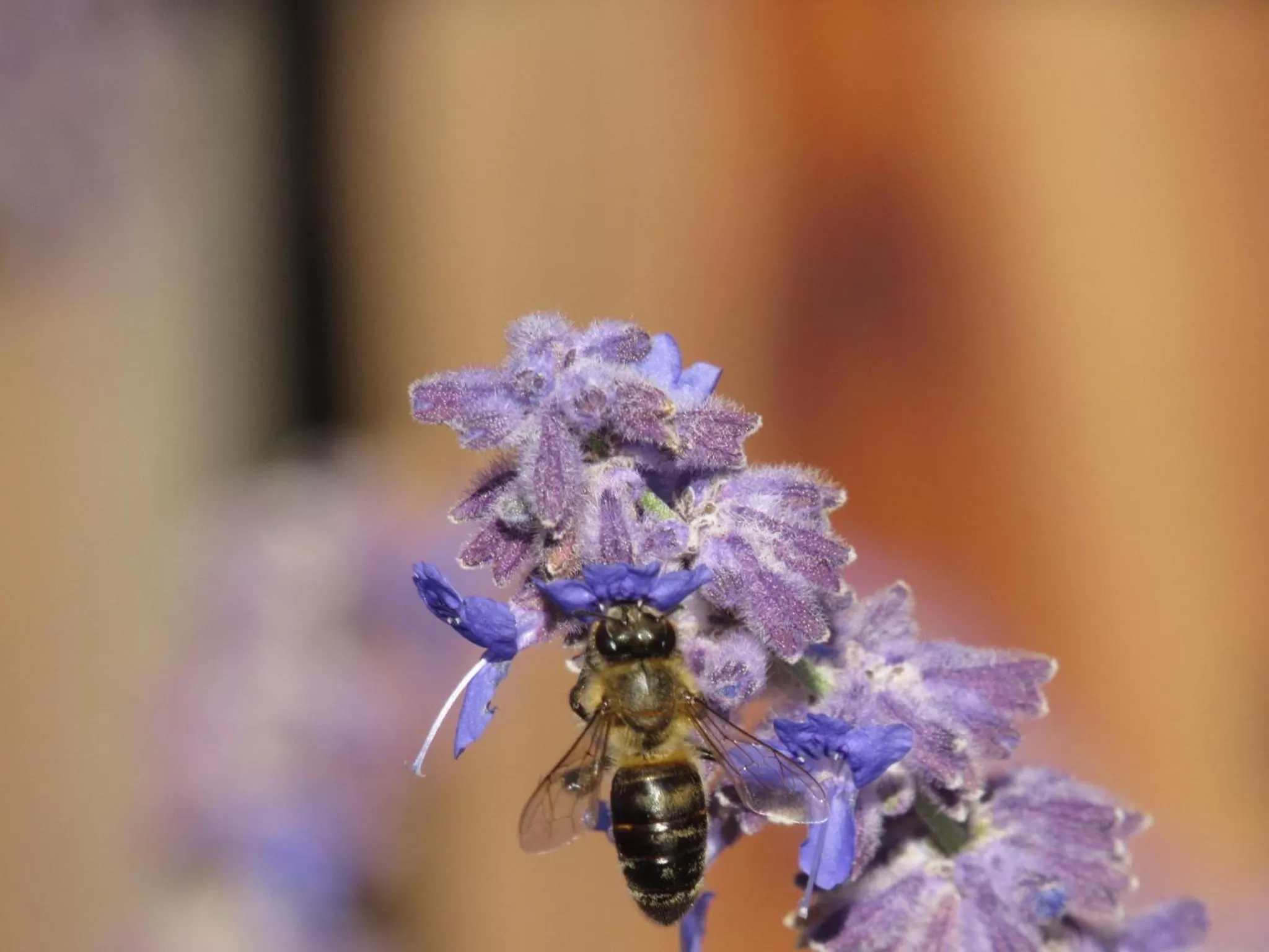 Hiking in Walla Walla Garden Motel