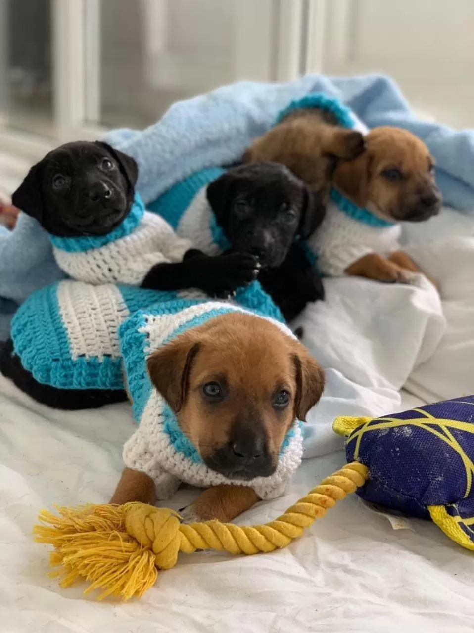 Pets in PURE WELLNESS SEA-VIEW Beluga & Dolphin Luxury HOTEL apartments