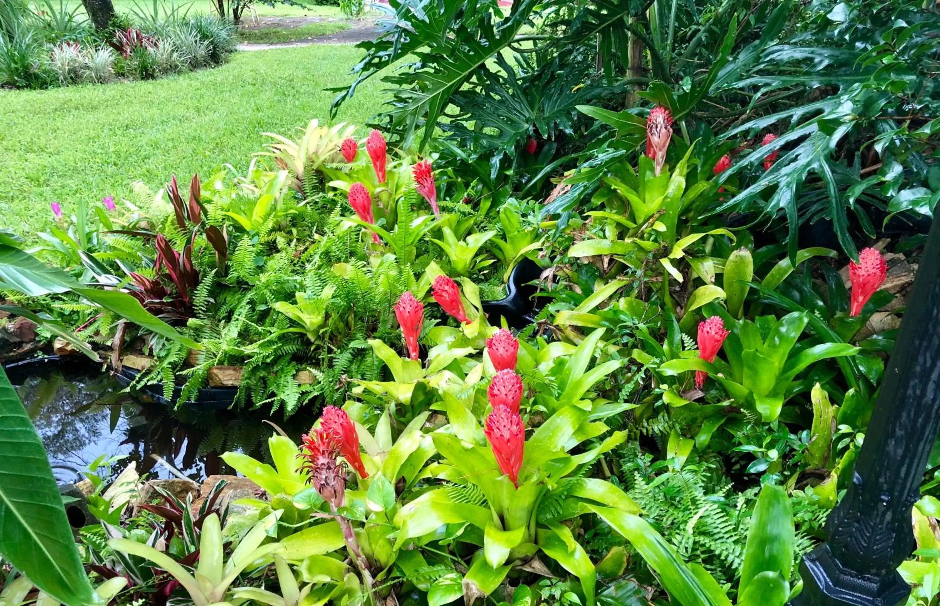Garden view, Garden in The Ann Stevens House