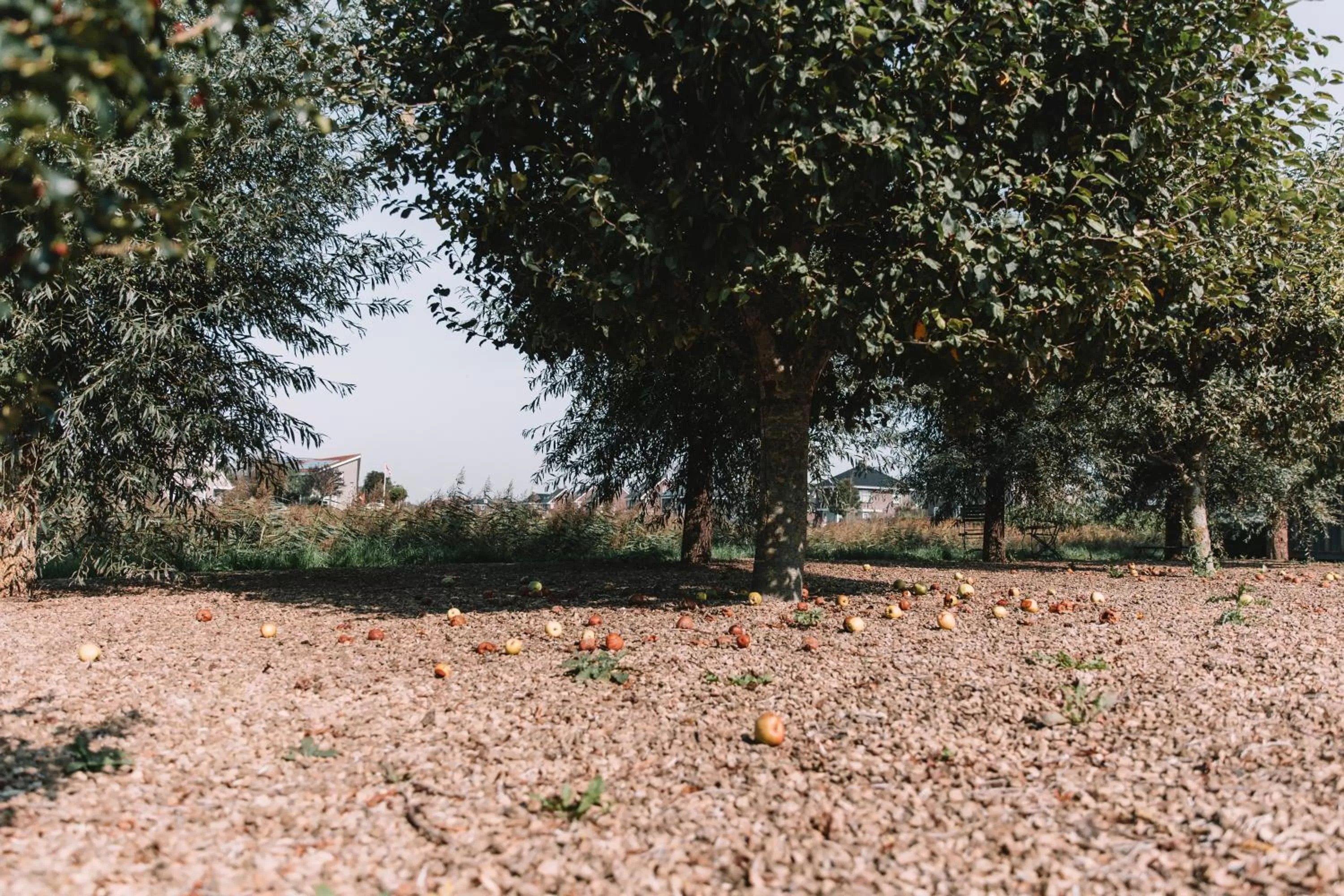 Garden in Harlingen Staete B&B Boutique hotel
