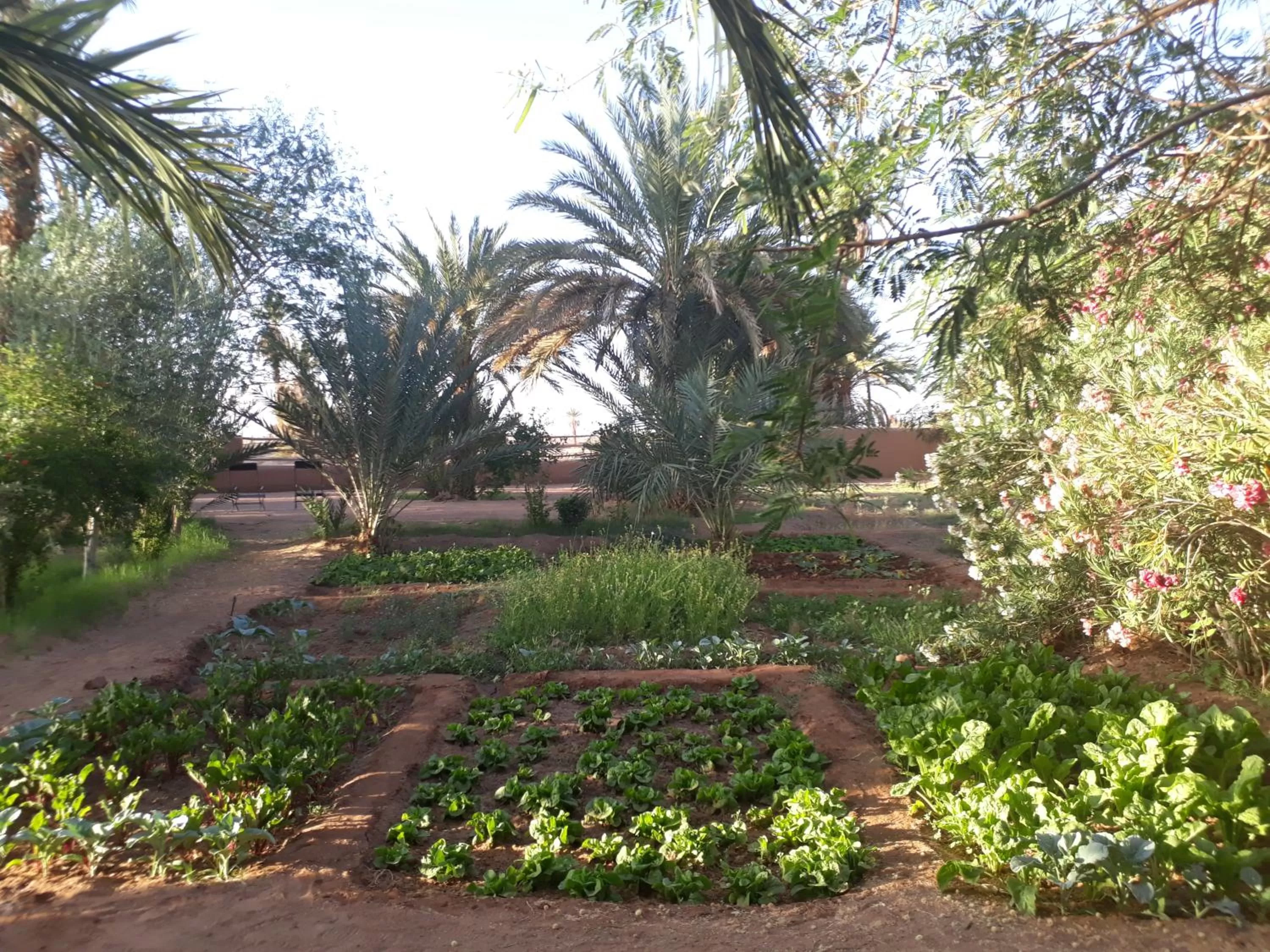 Garden in Dar Paru
