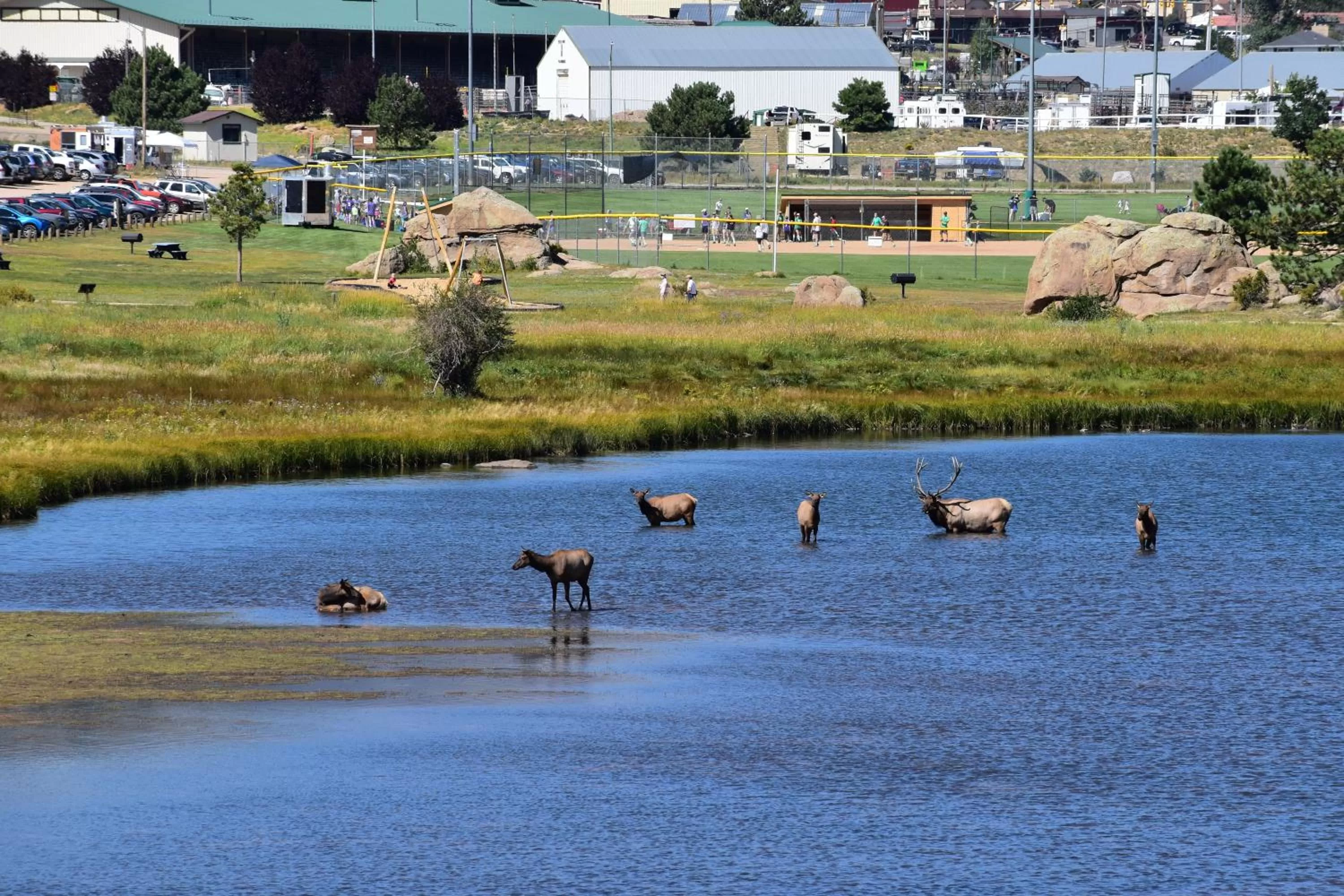 Other Animals in Estes Lake Lodge