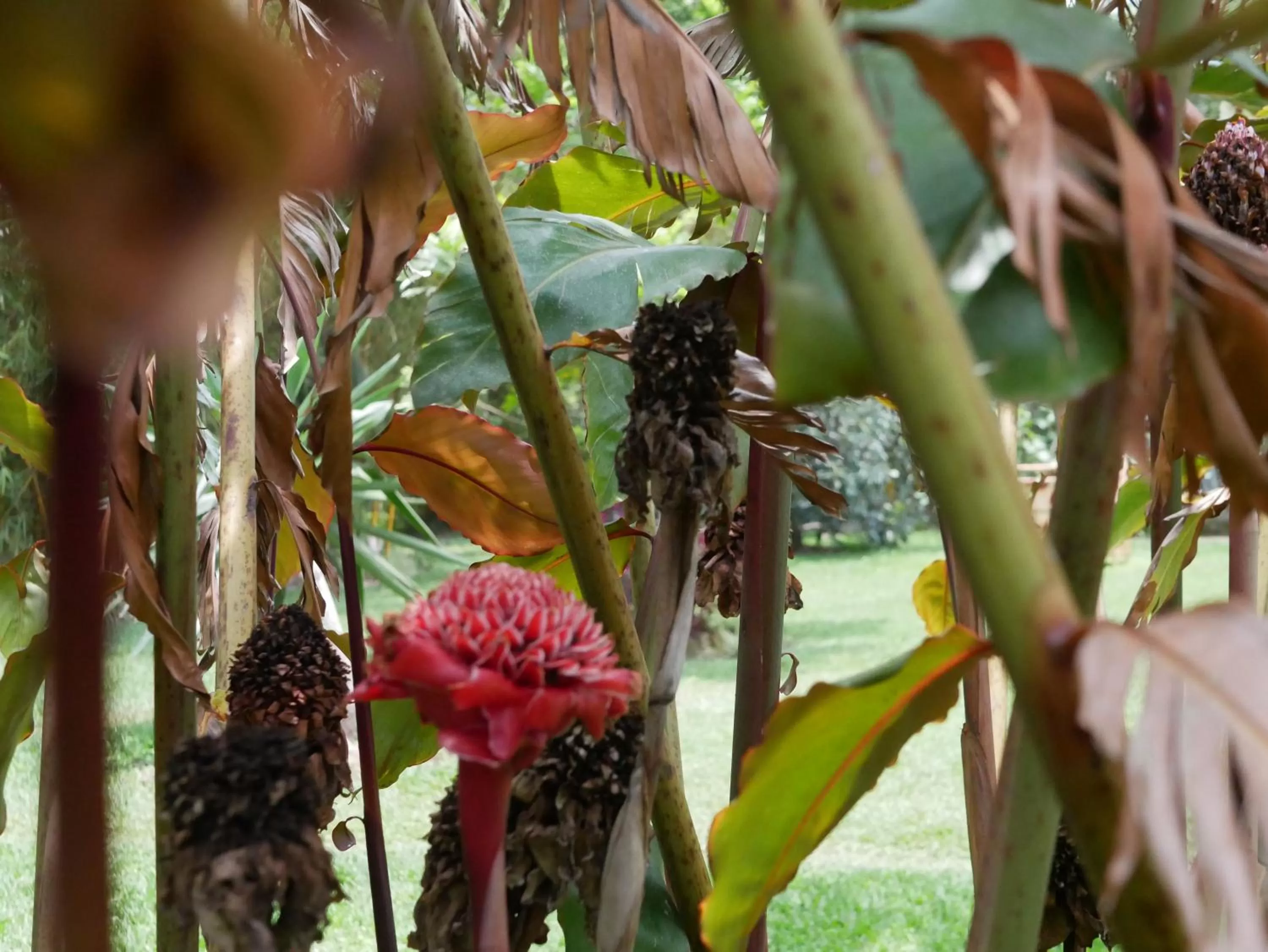 Garden, Other Animals in Fravan Eco Resort By Apogee