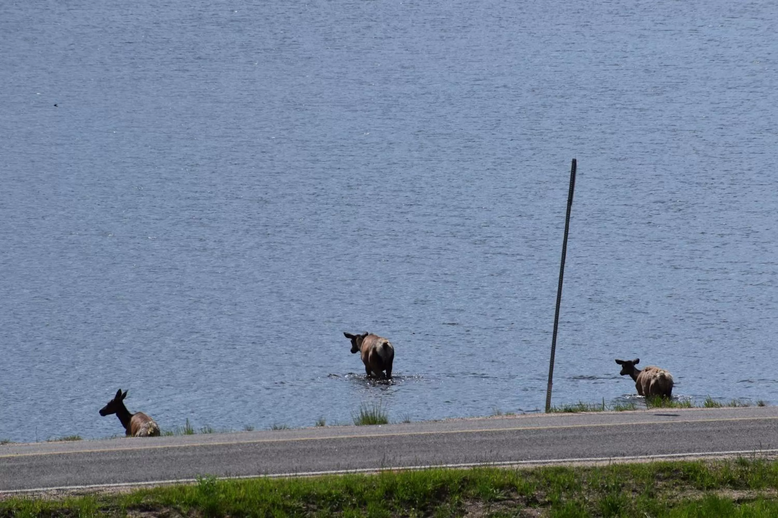 Other Animals in Estes Lake Lodge