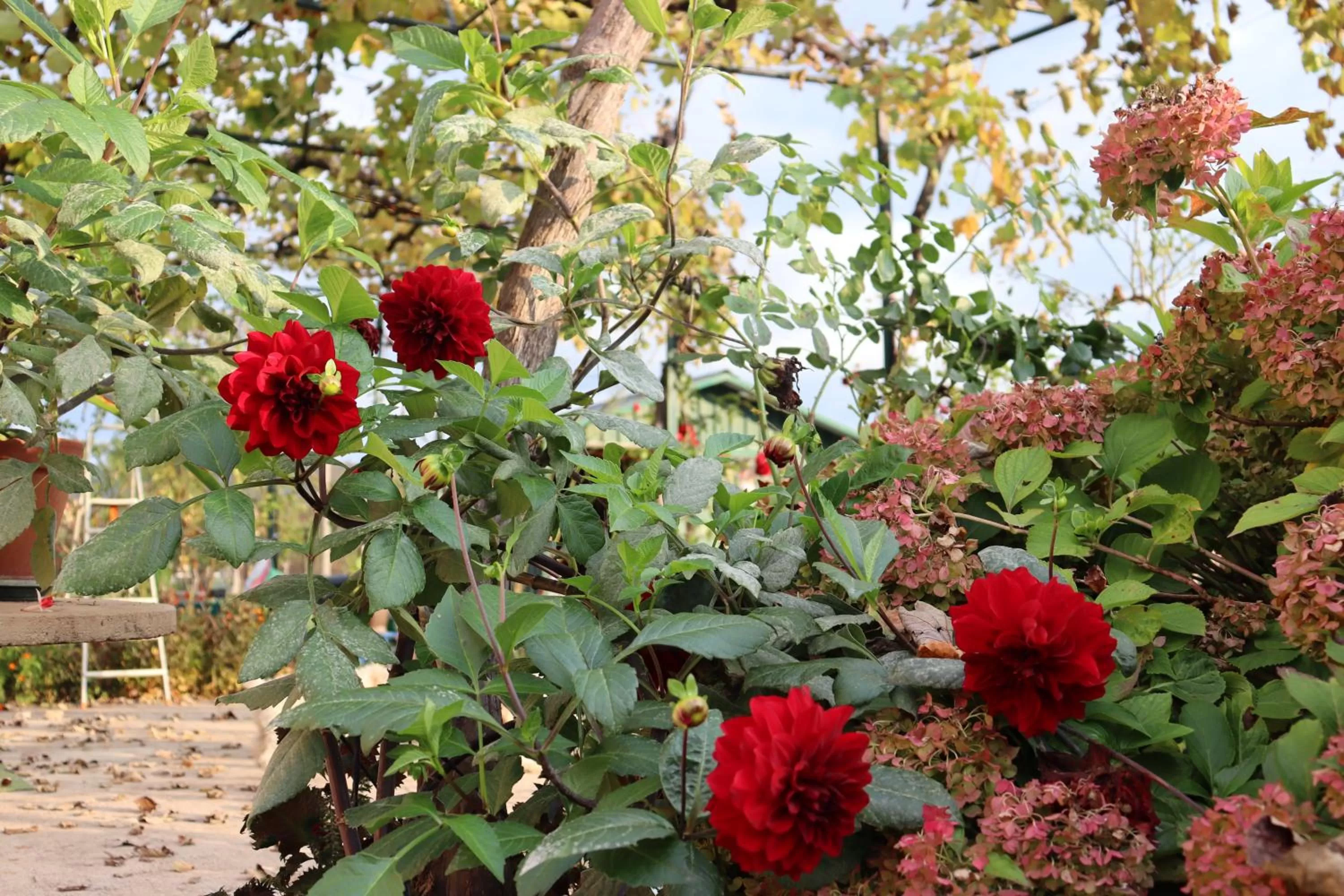 Garden in Frile Apartments