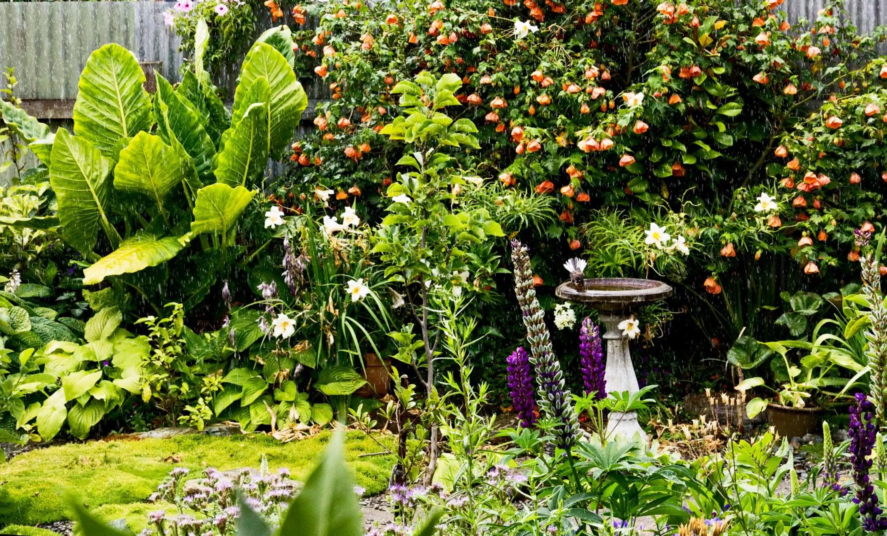 Garden in Magnolia House