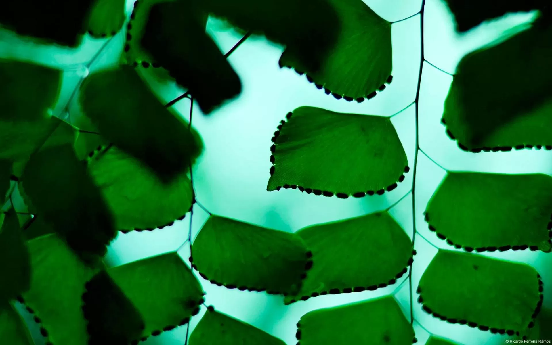 Property building in Owl Castle