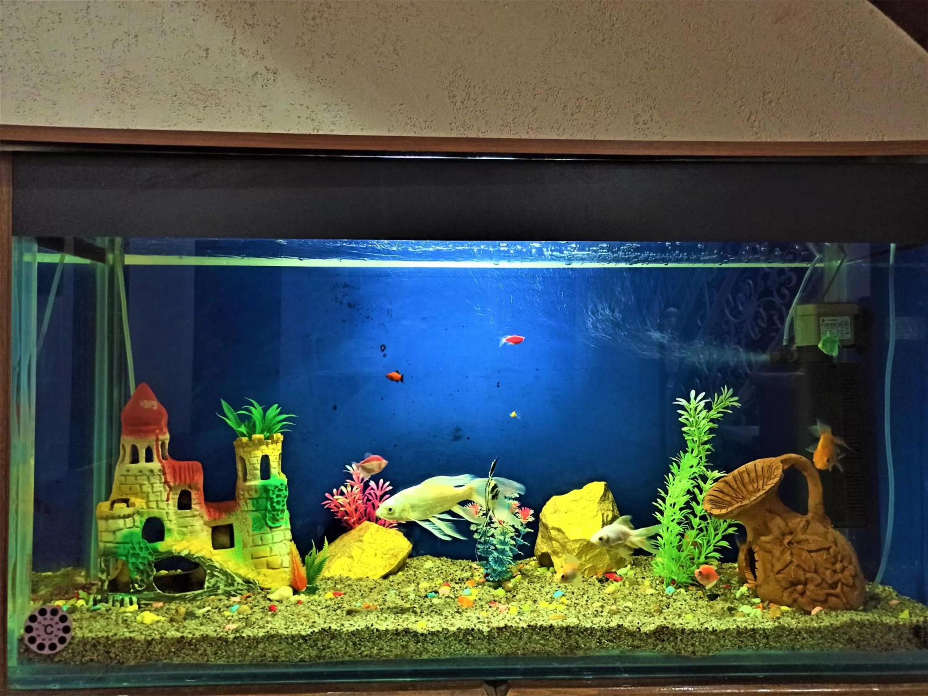 Pets in Art House Boutique Hotel