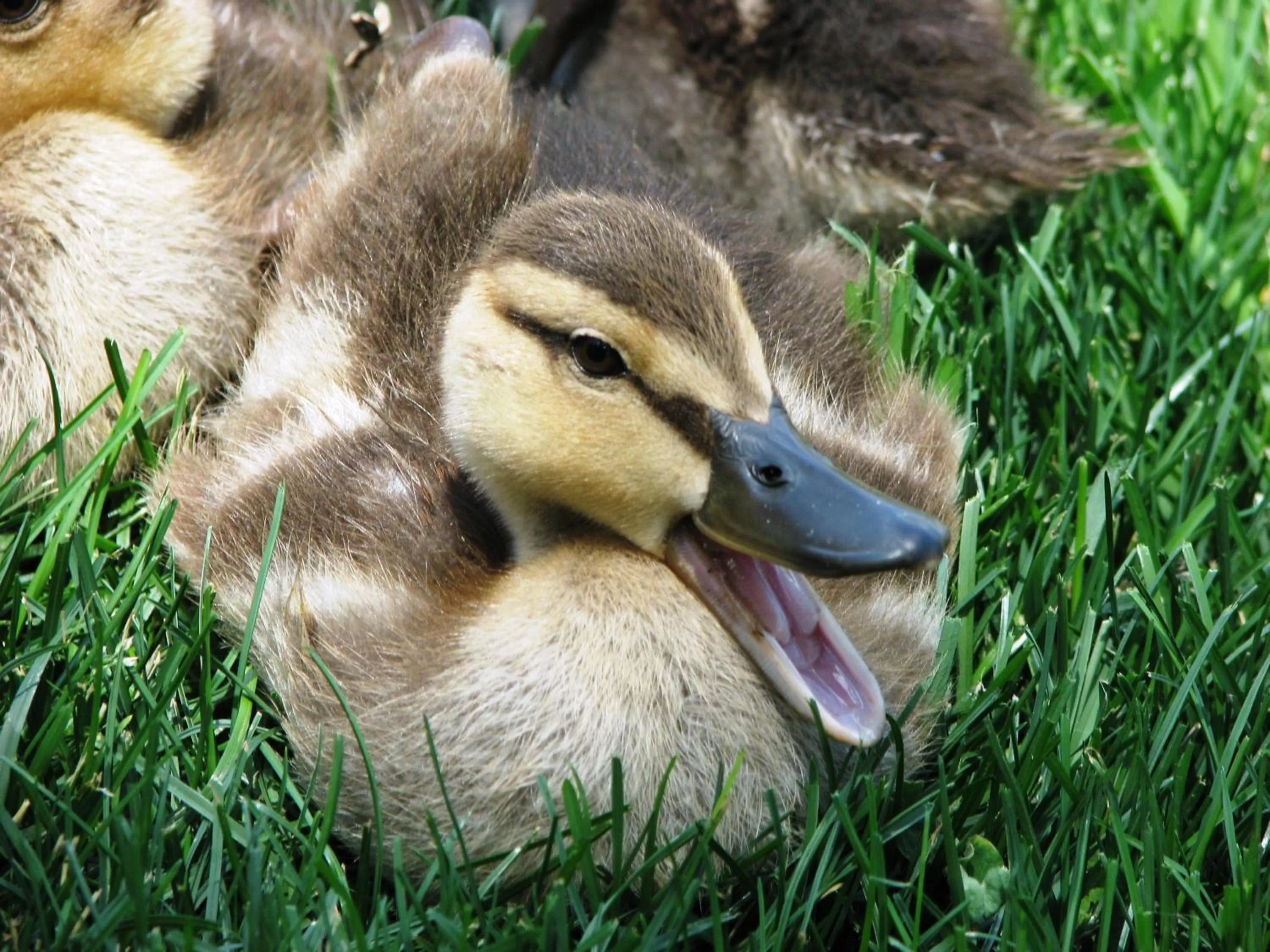 Animals in Villas at Poco Diablo