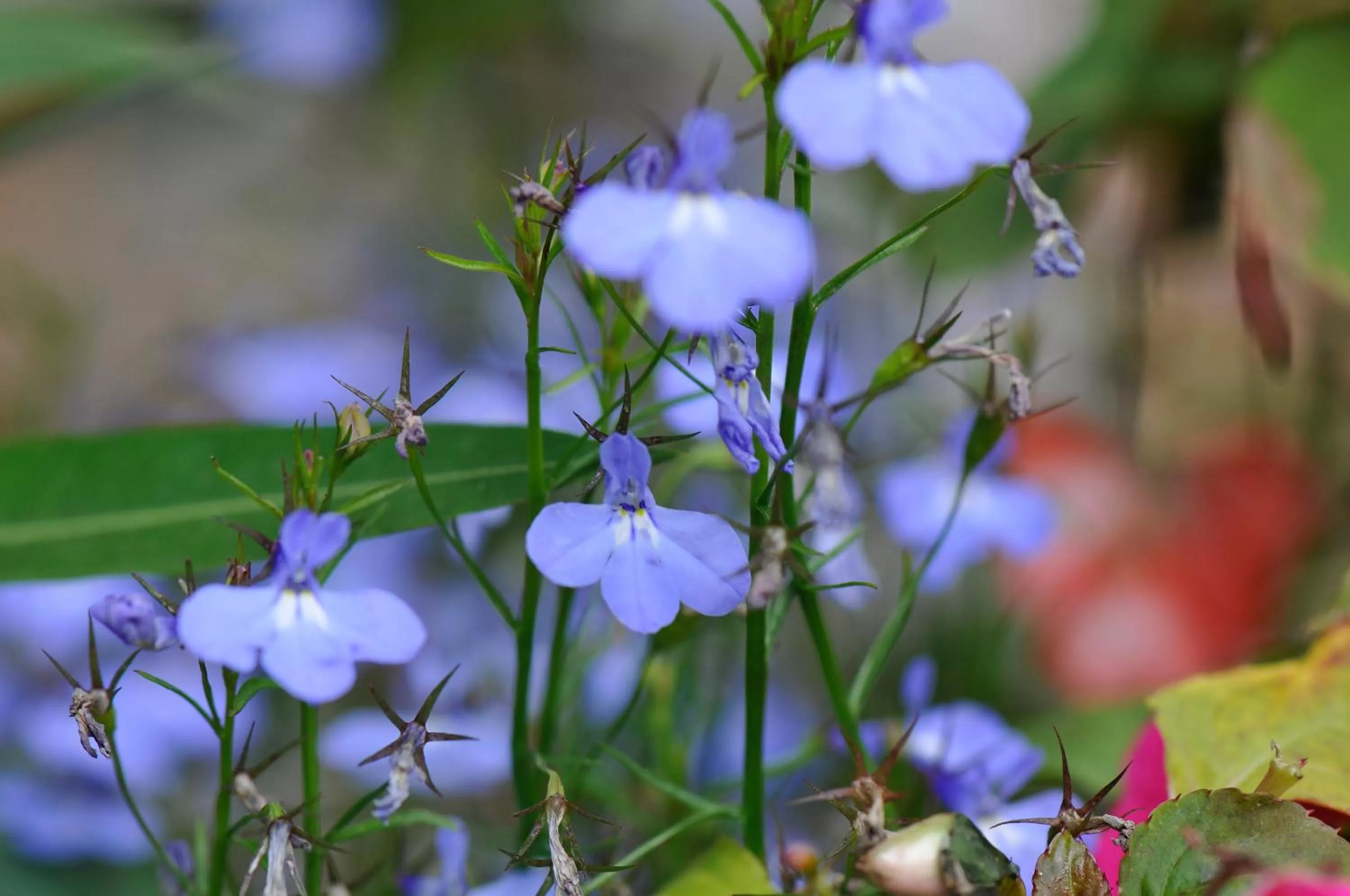 Garden, Other Animals in Residence Obermoarhof