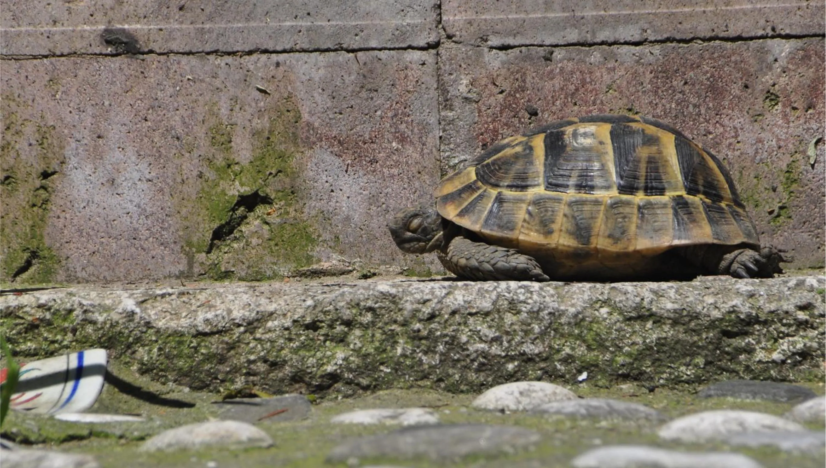 Garden in Kitapevi Hotel