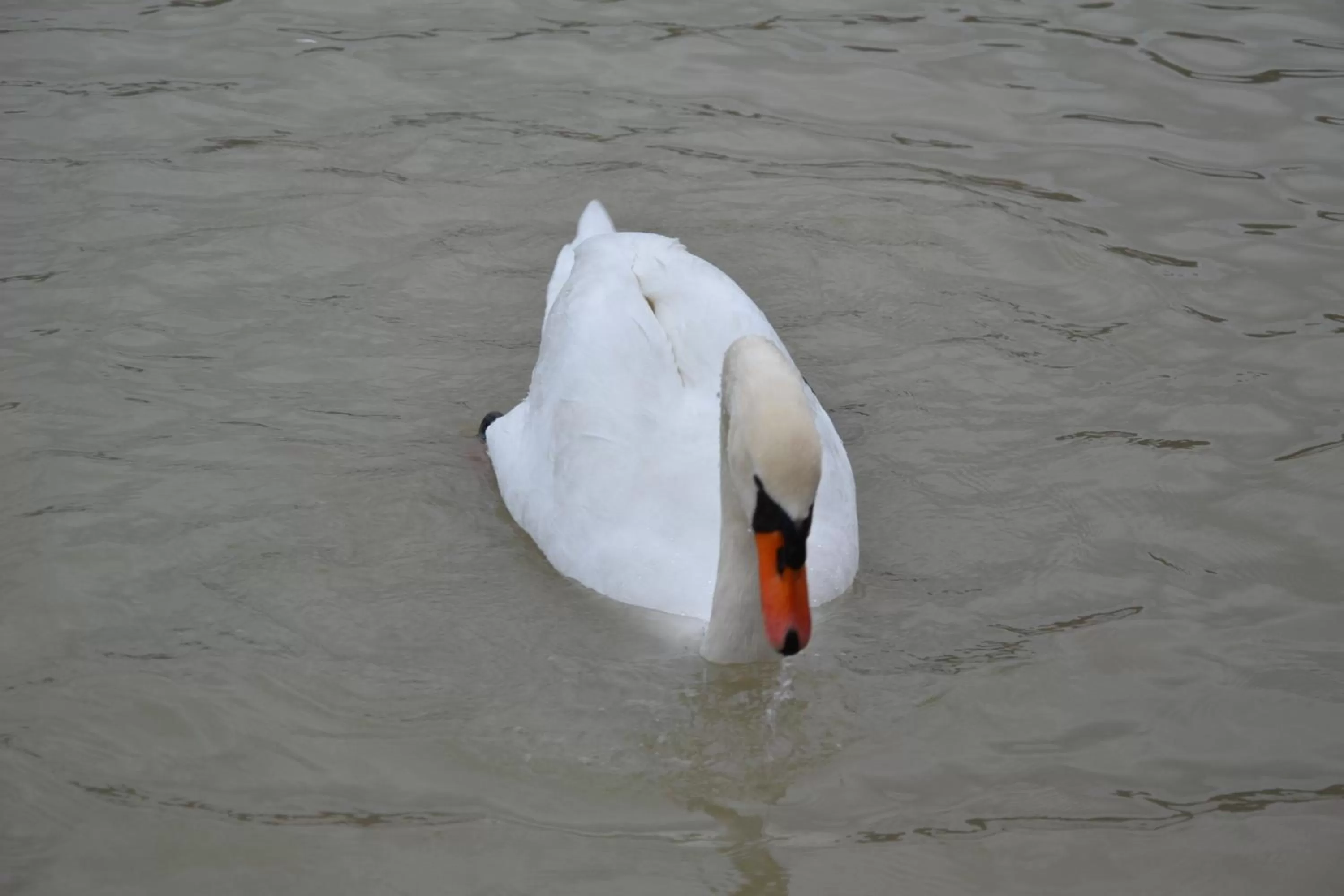 Animals, Other Animals in Gostisce Jezero