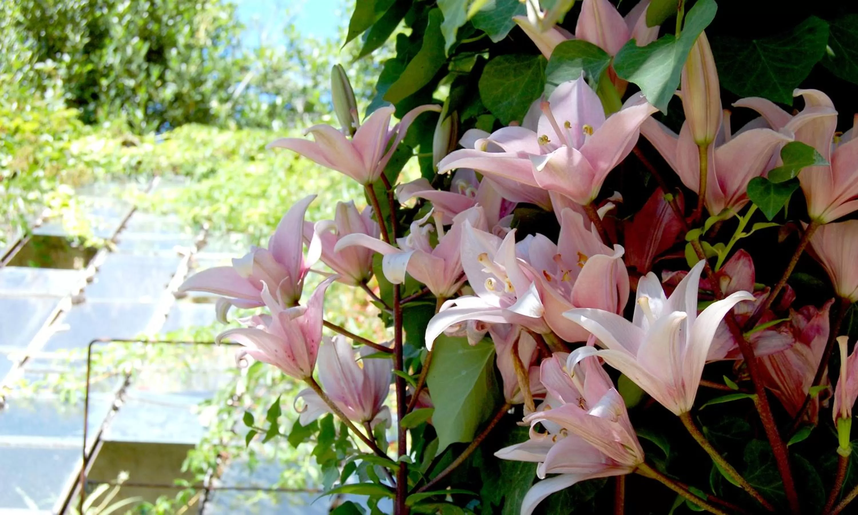 Garden in Madeleine Bergerac