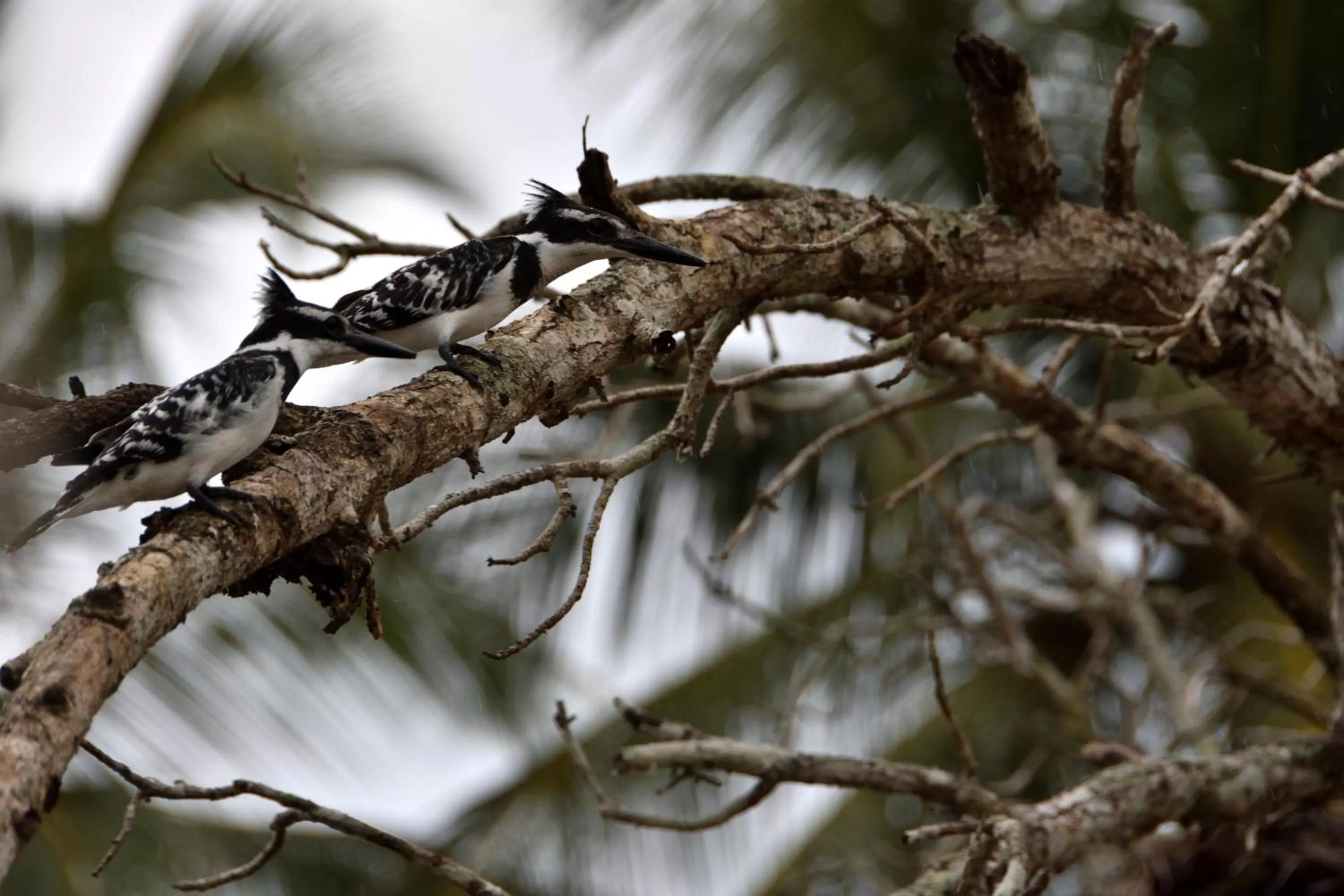 On site in Bahari Pori Resort