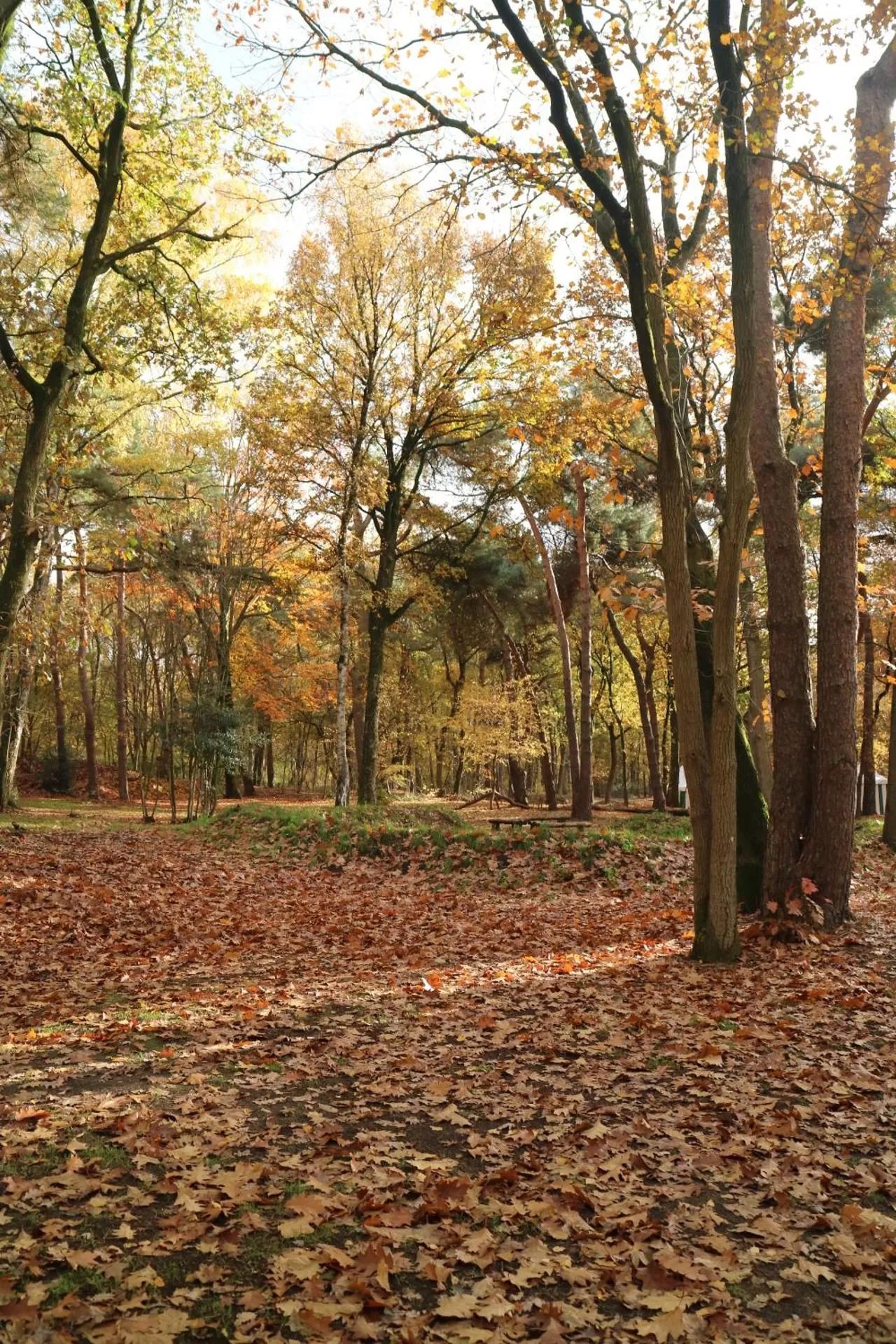 Garden in 50|50 Hotel Belmont