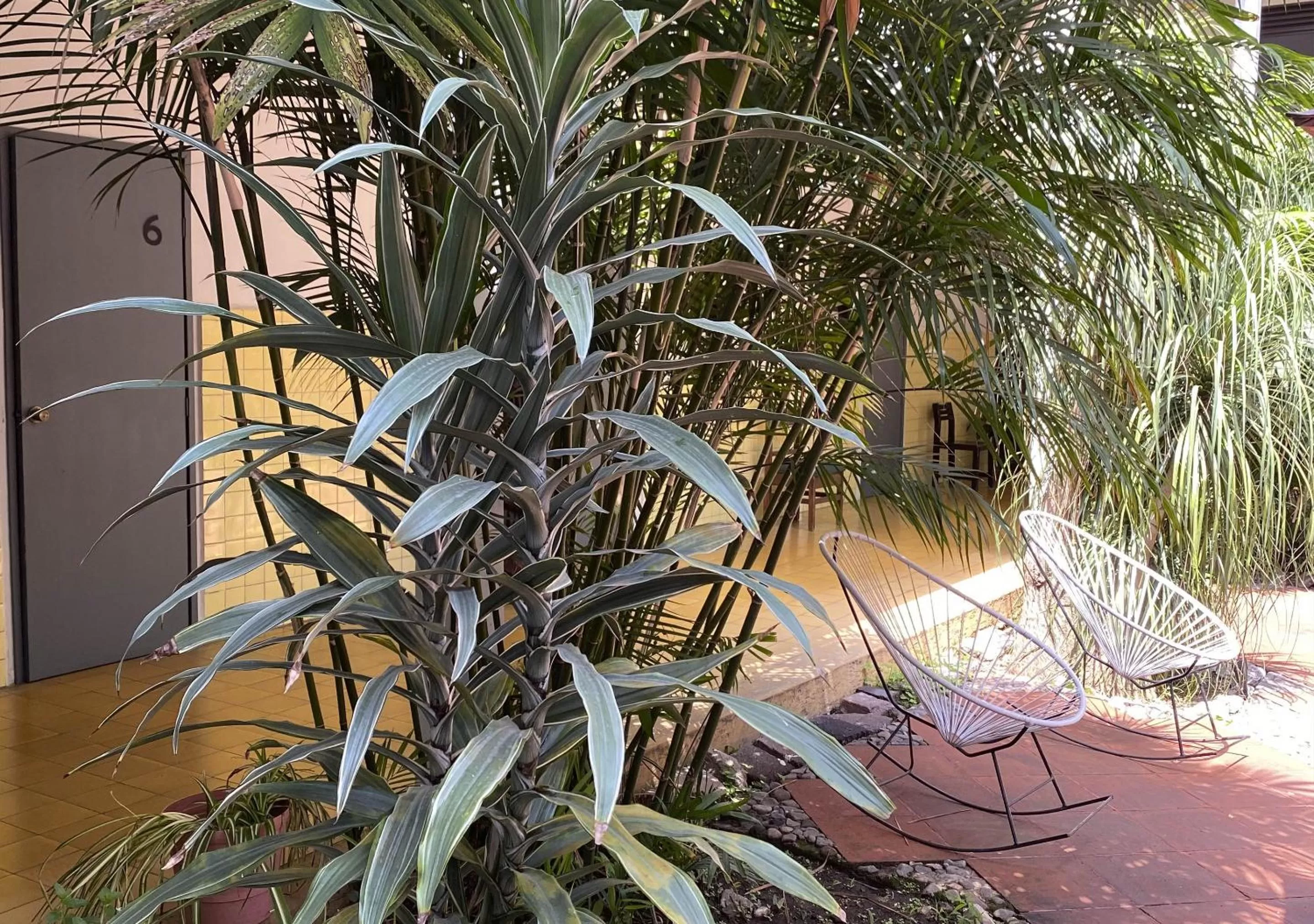 Patio in Hotel Allende Morelia