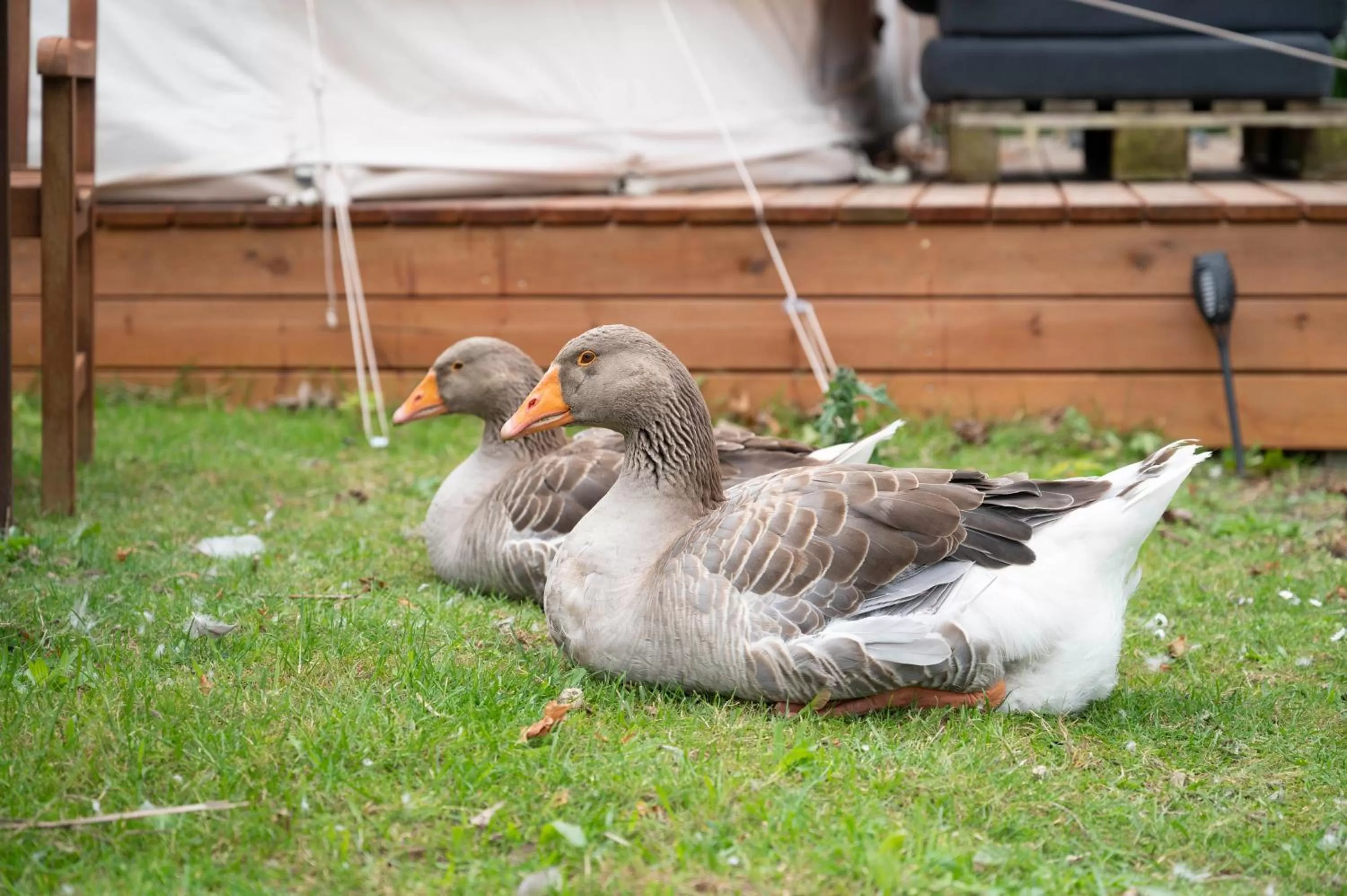 Pets in Skortskær Bondegårdsferie