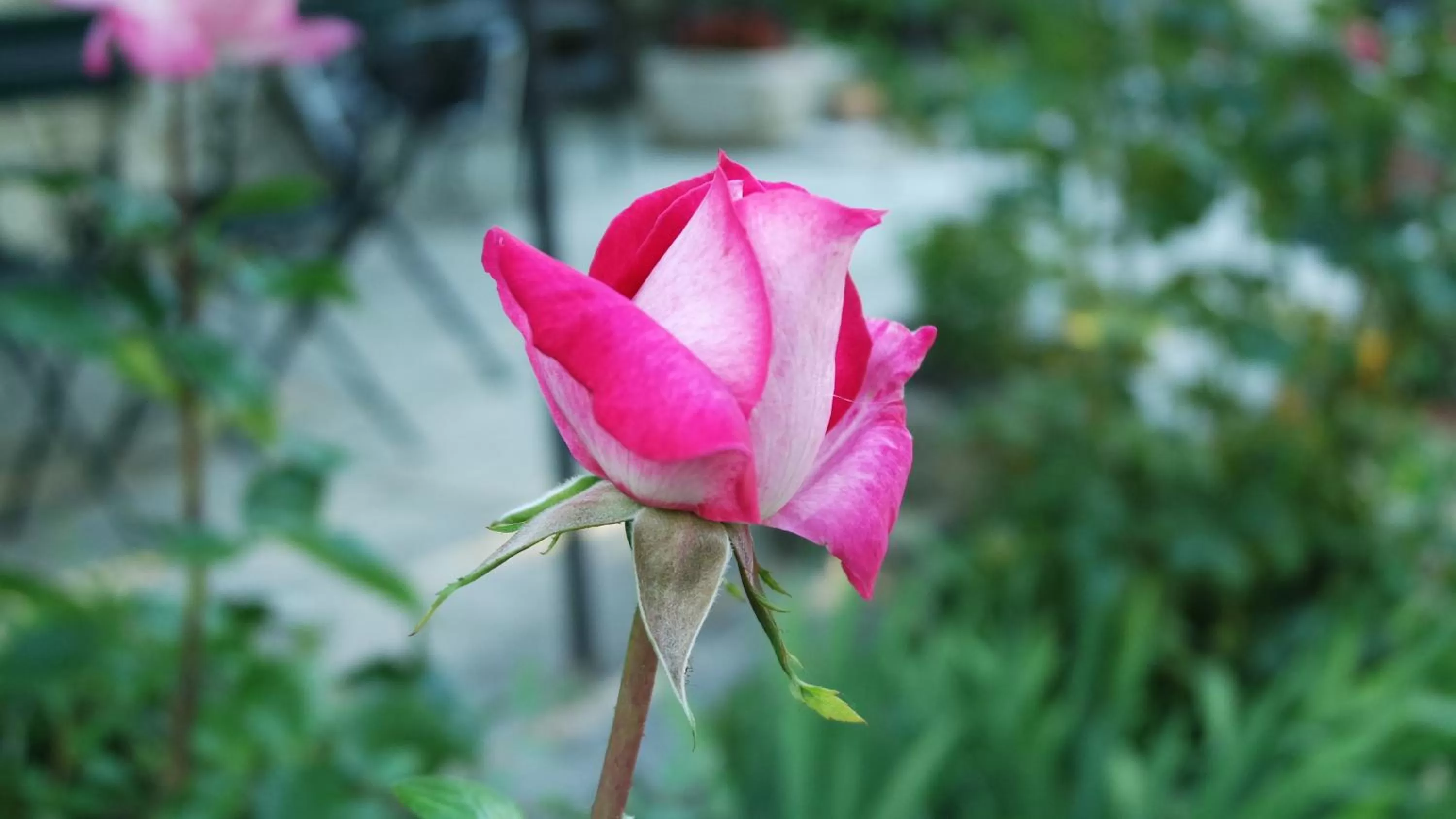 Mas Grimaud - Gîte- Studio et chambres d'hôtes familiales