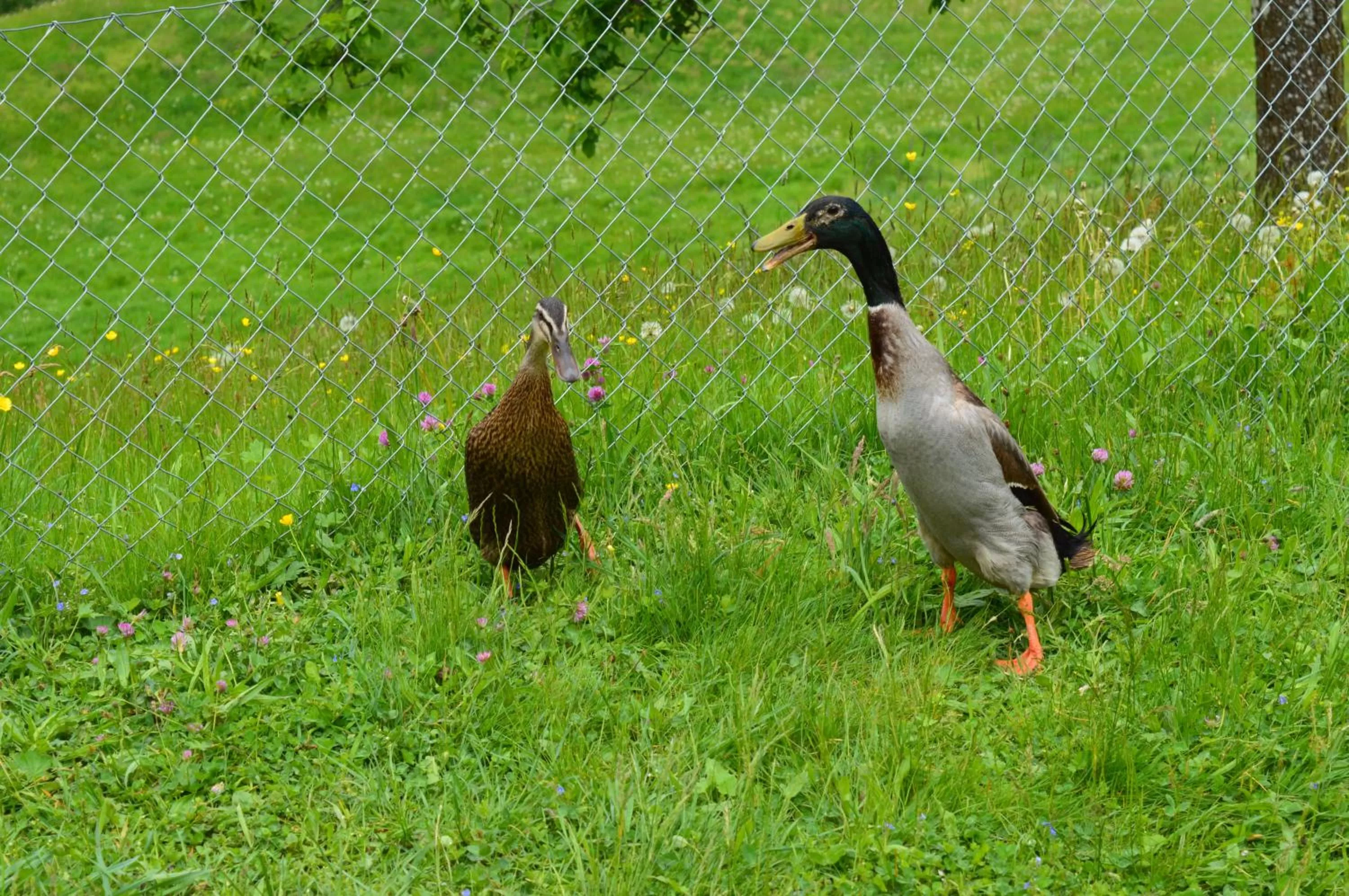 Pets in BnB-Blomberg