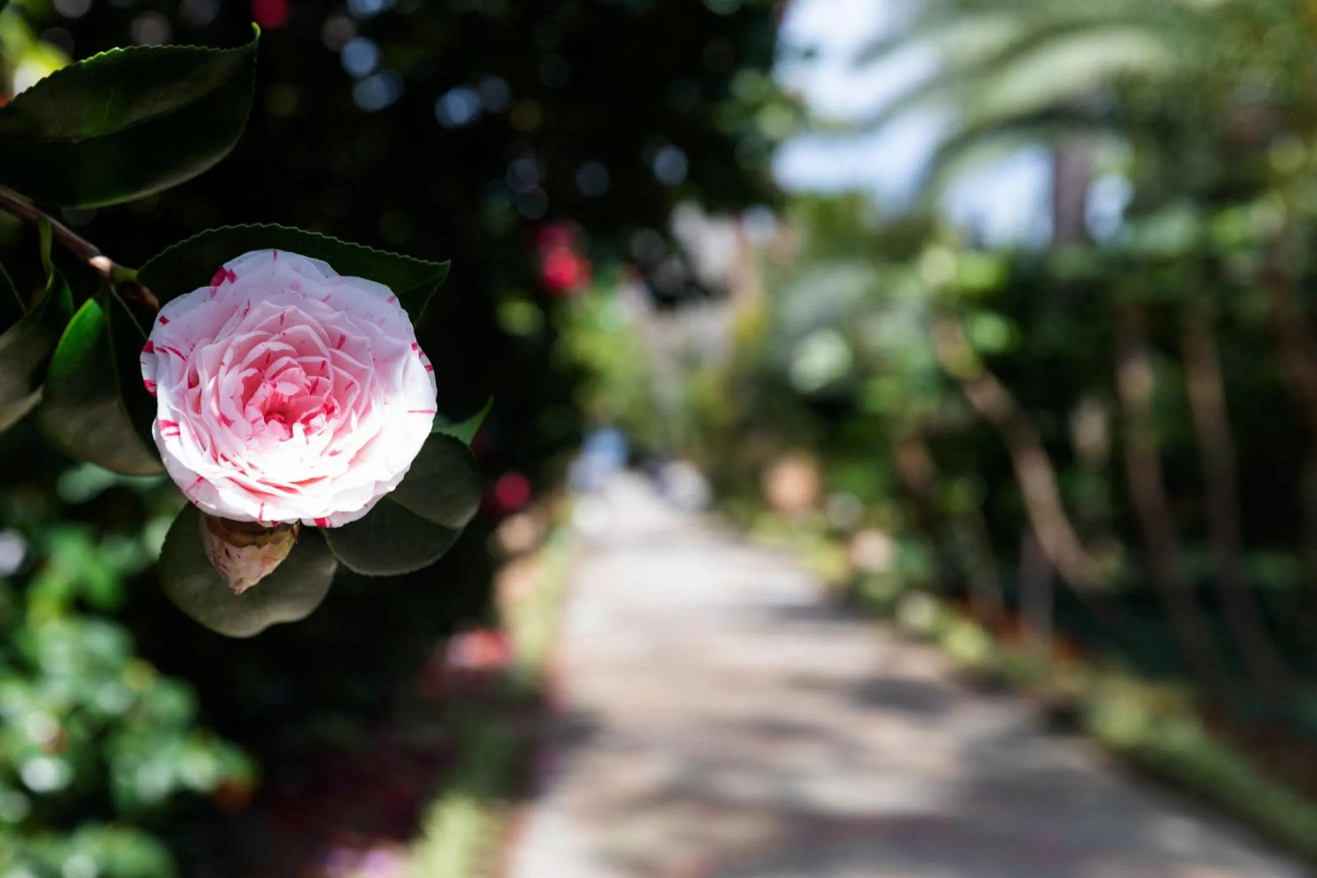 Garden in Grand Hotel Cocumella