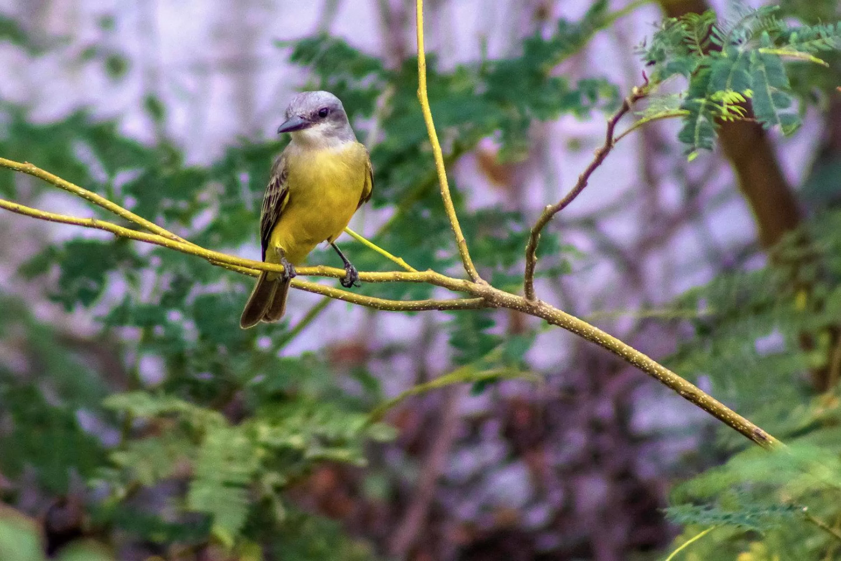 Spring in Hotel Hacienda de Vallarta Centro