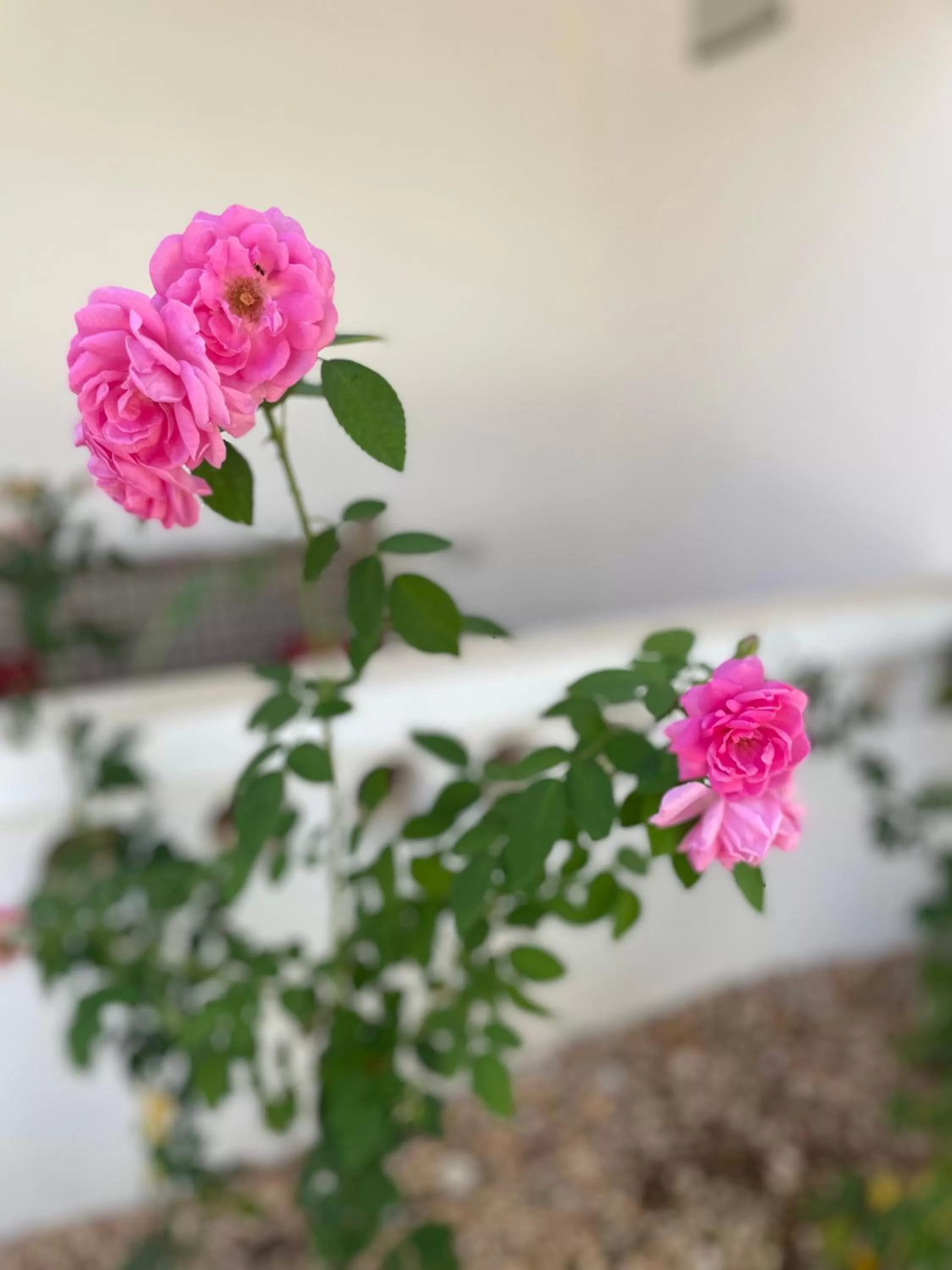 Garden in Kihori Nungwi