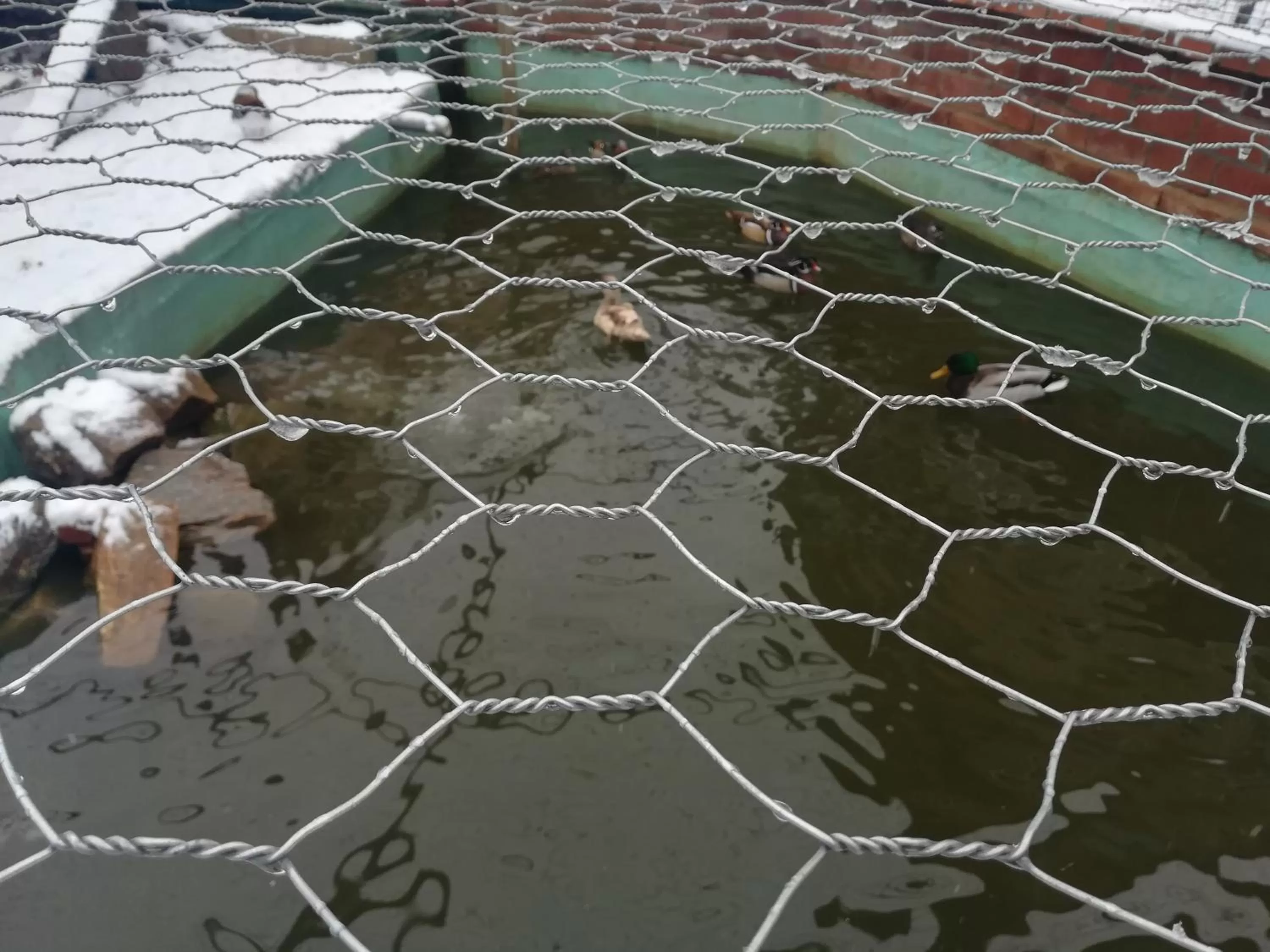 Animals in Etno selo Vile Jefimija, selo Preobrazenje, Vranje