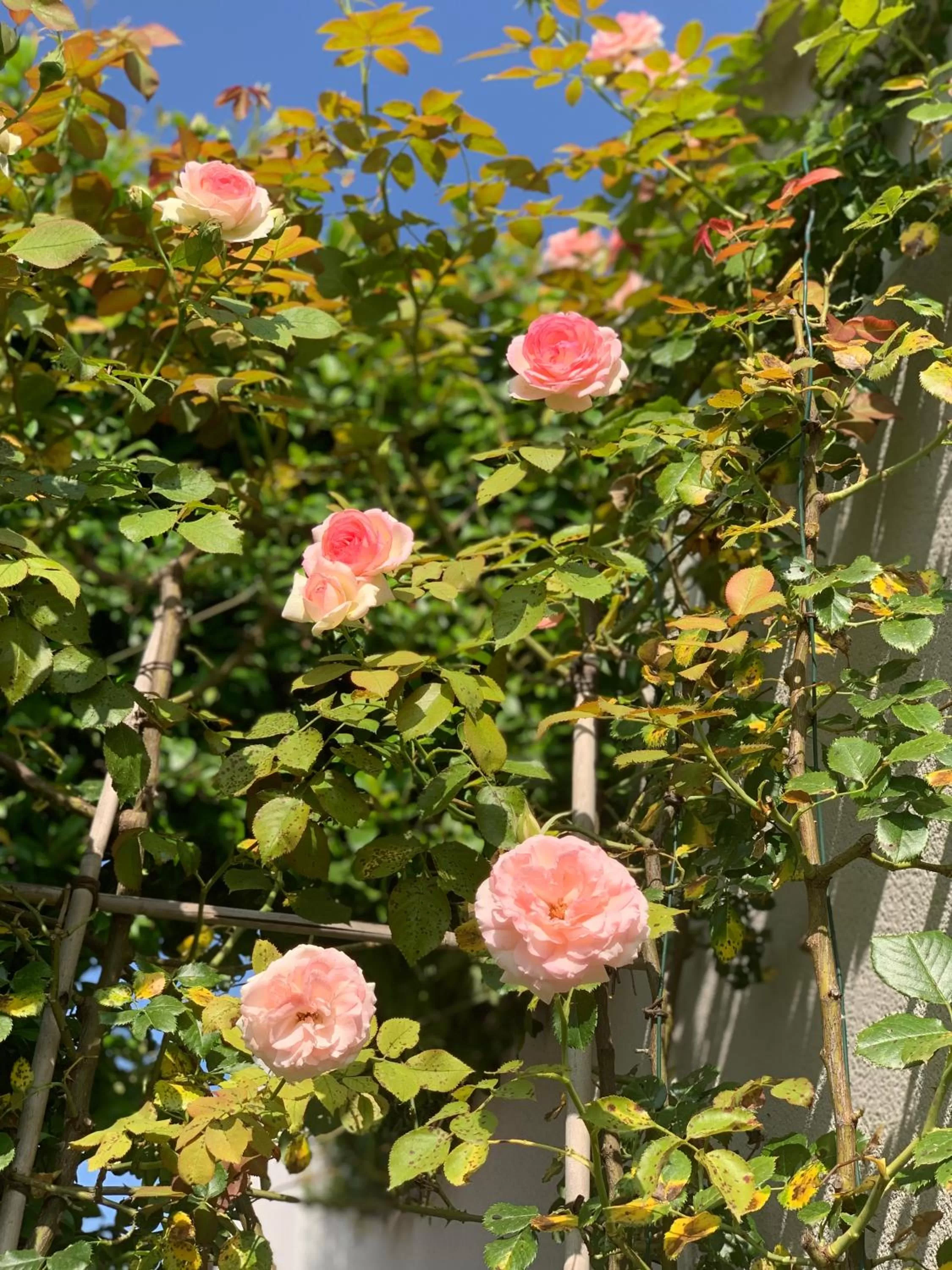 Spring in Residence Melody - Adult only