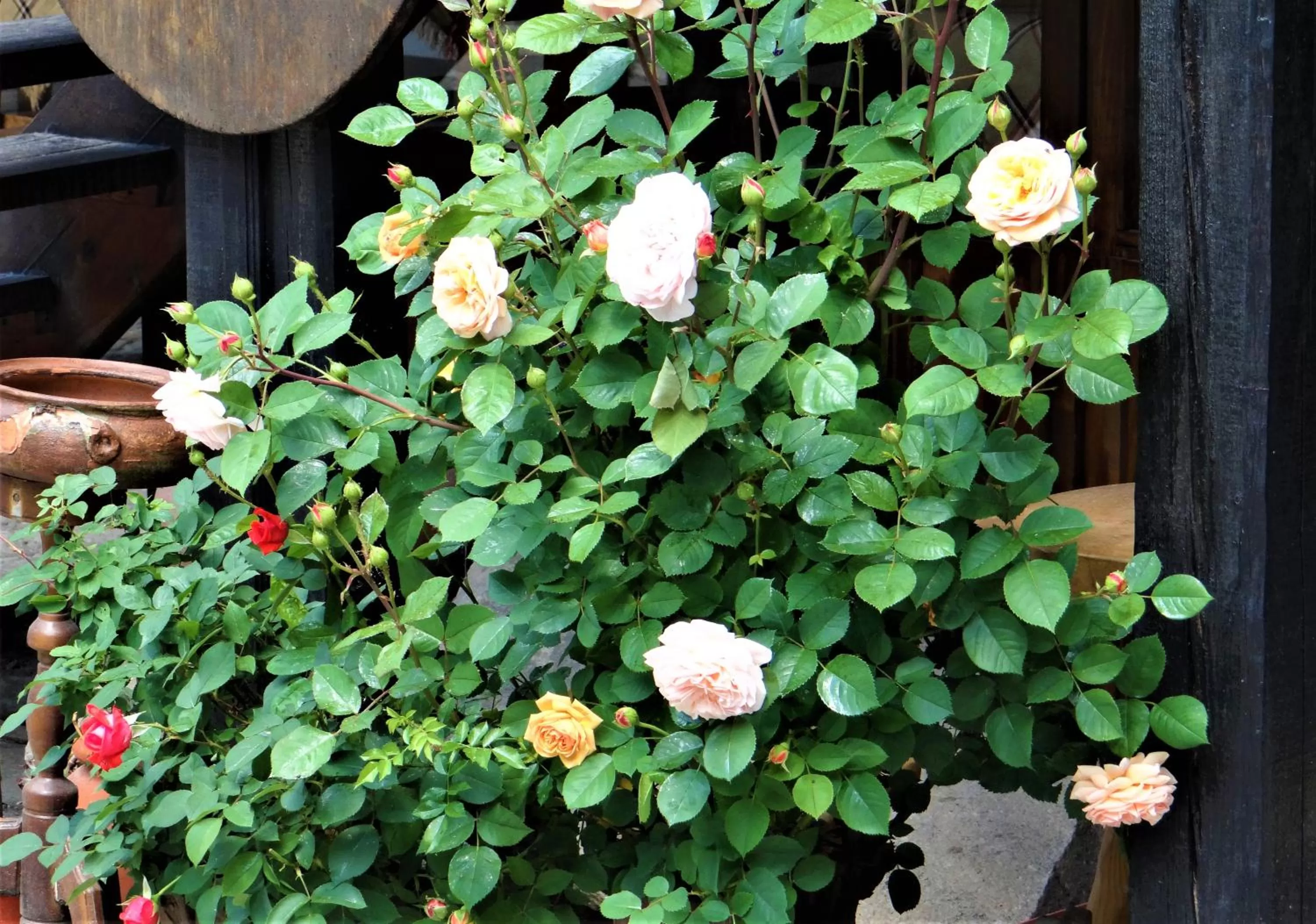 The Old House Family Hotel